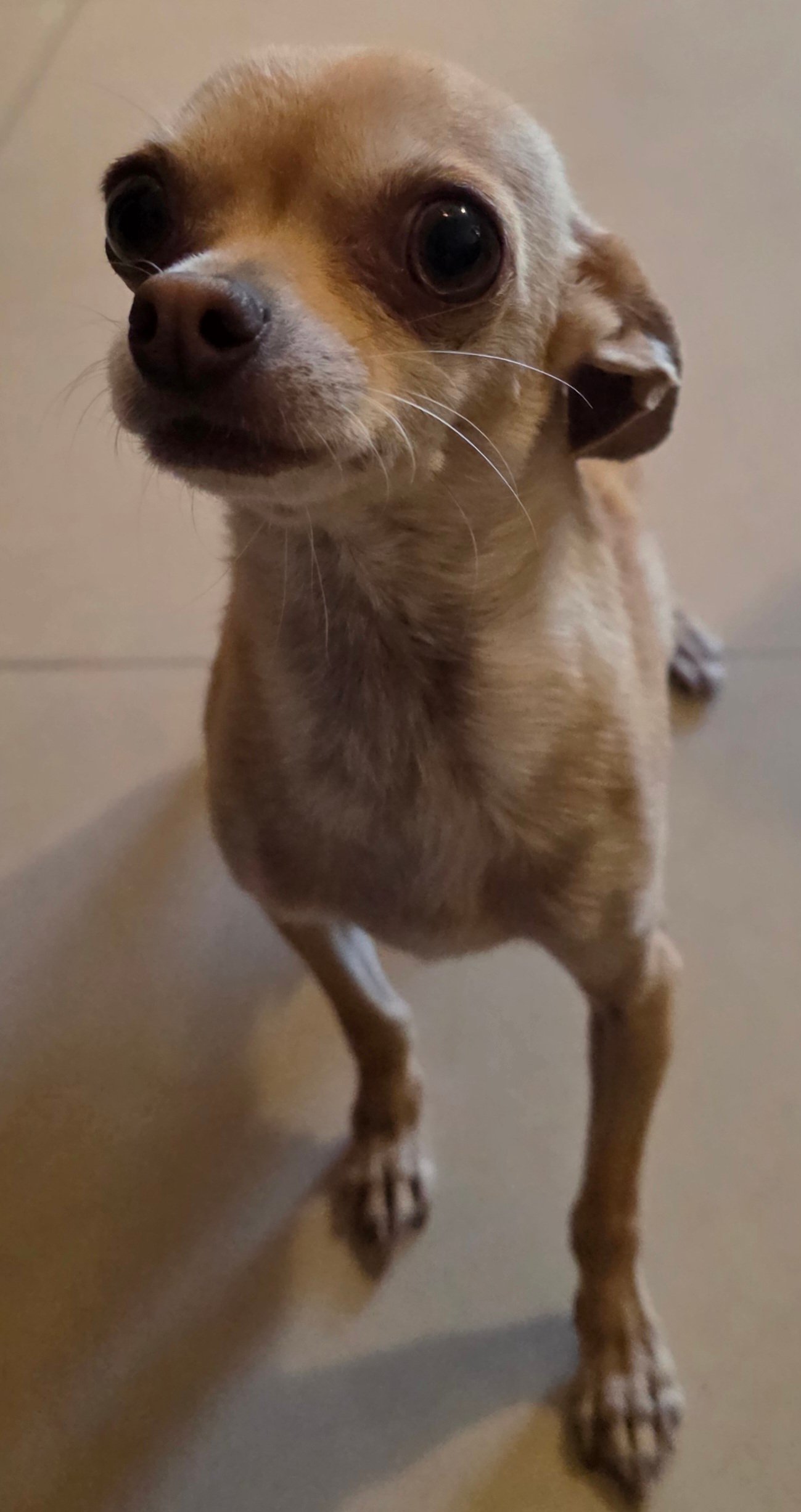 Foto de Linda con microchip 900217000814140