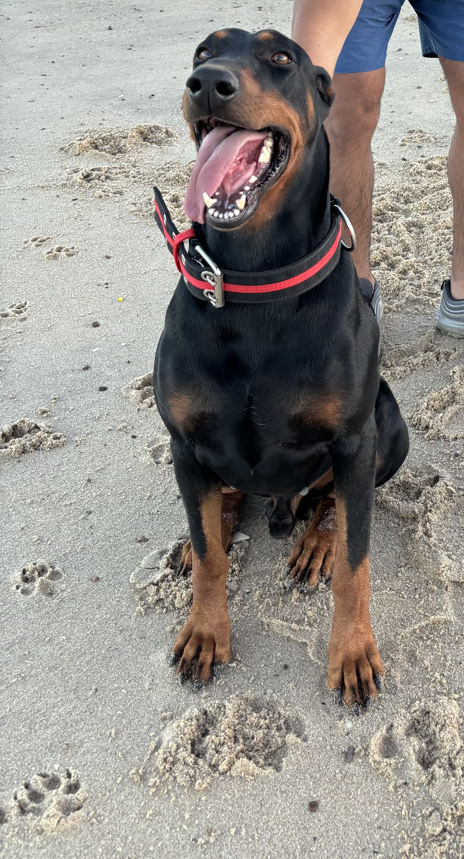Foto de Cash con microchip 990000012822627