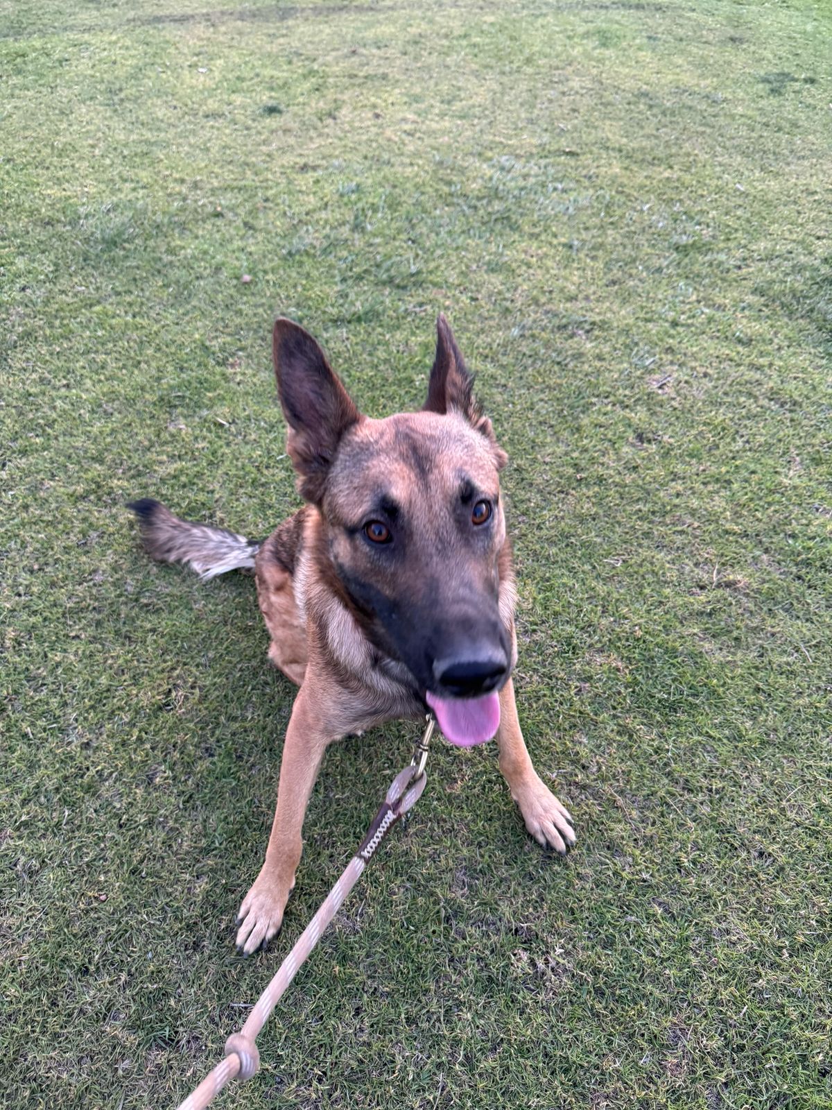 Foto de Severiano con microchip 990000014164887