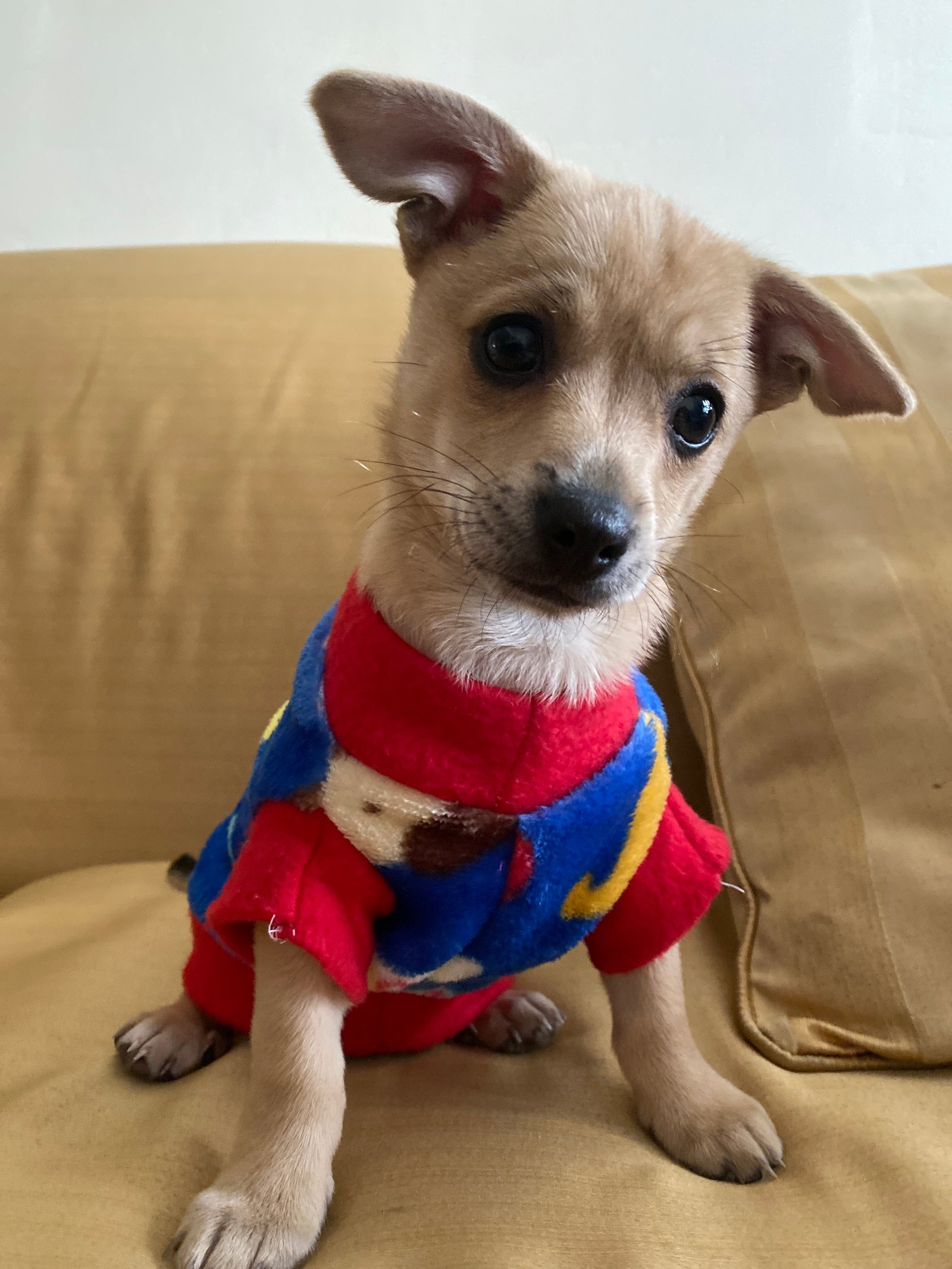 Foto de Taco con microchip 990000012825448