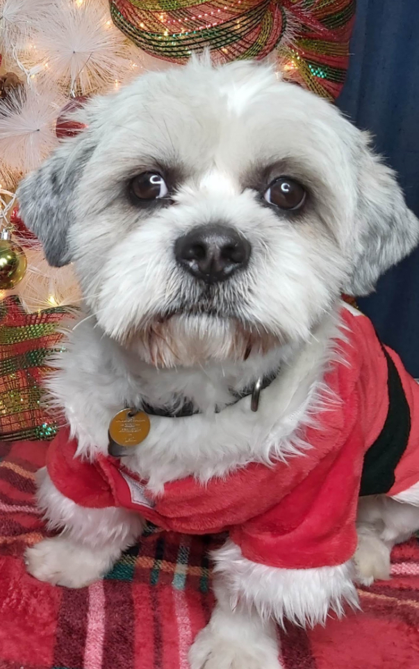 Foto de LEO . con microchip 990000012843922