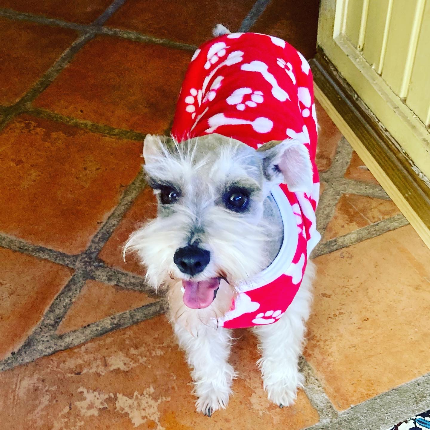 Foto de Coco con microchip 990000014164903
