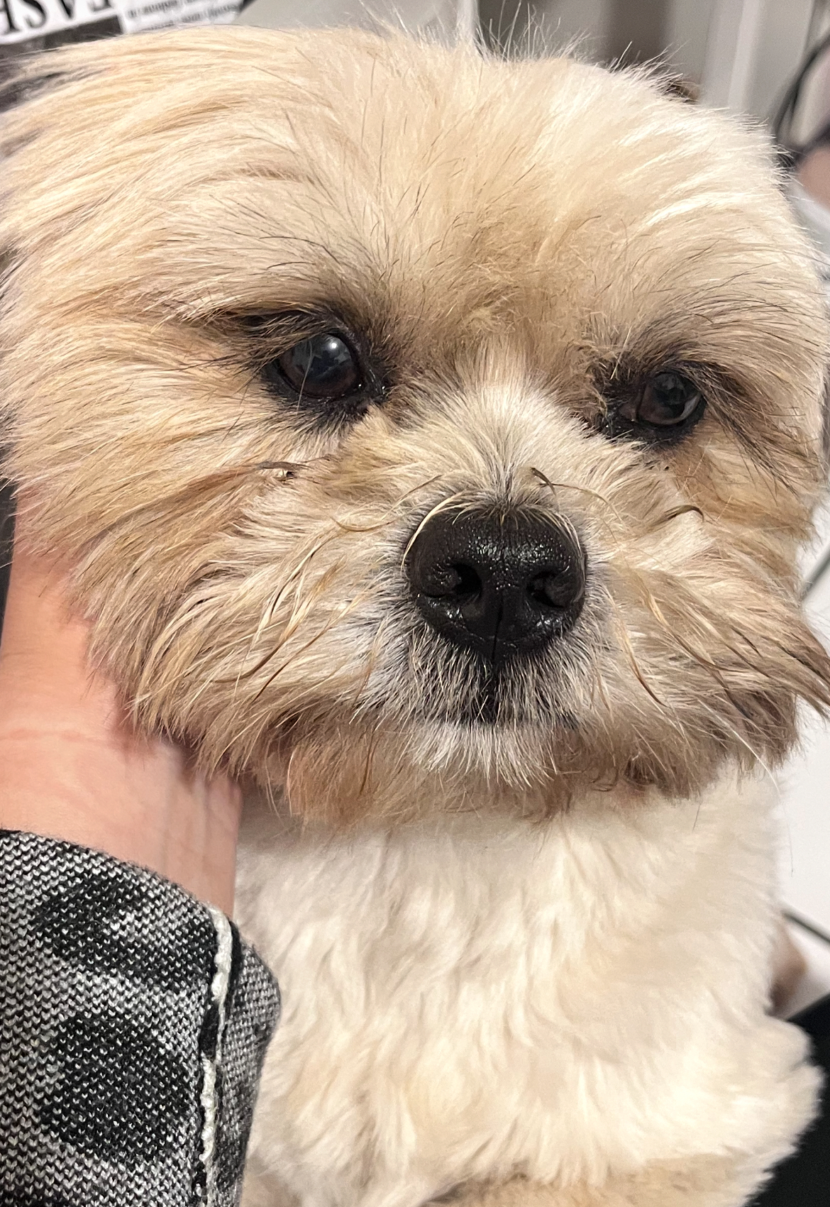 Foto de Shizu . con microchip 990000012843696