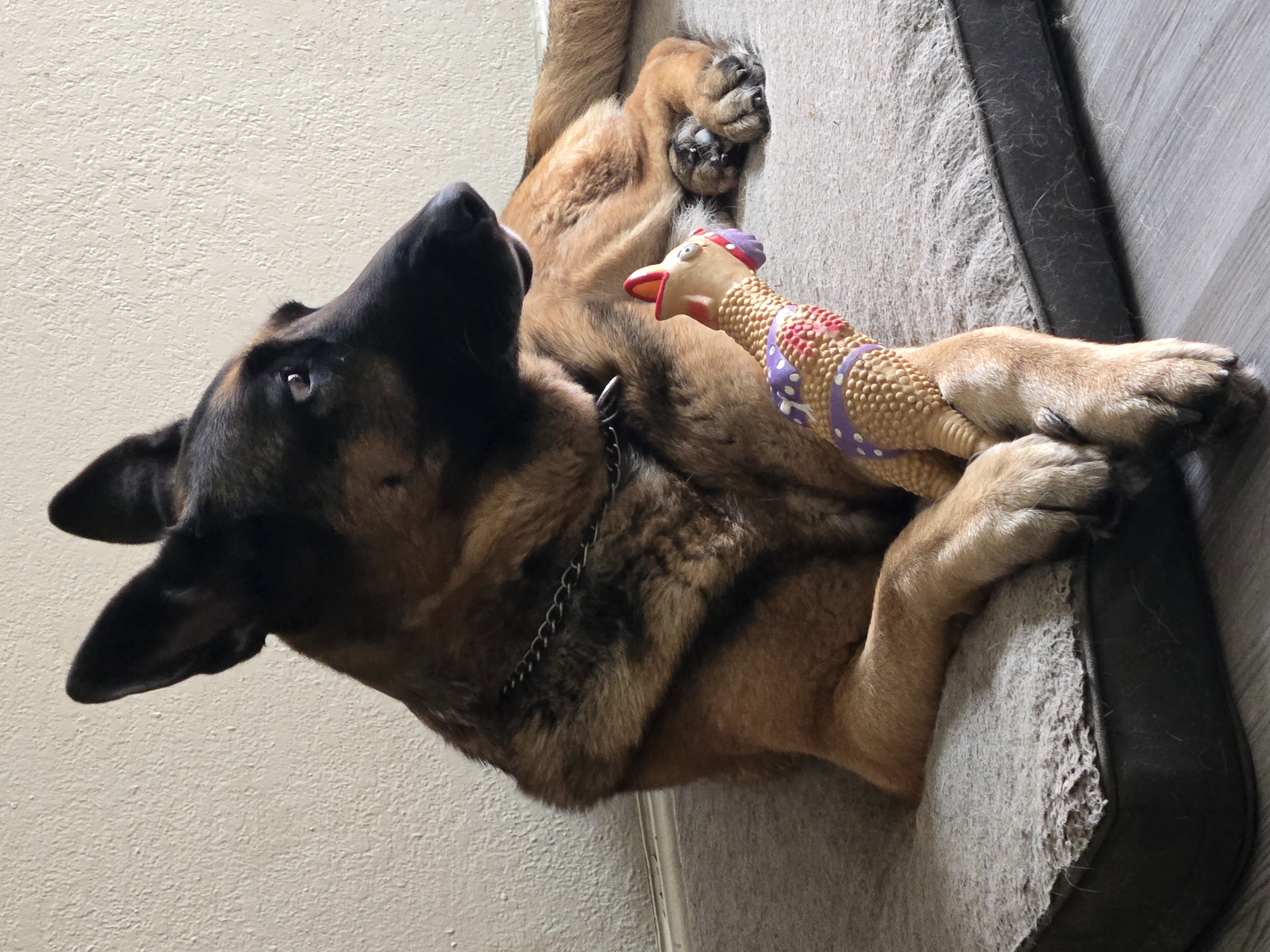 Foto de Dartagnan con microchip 990000014164511
