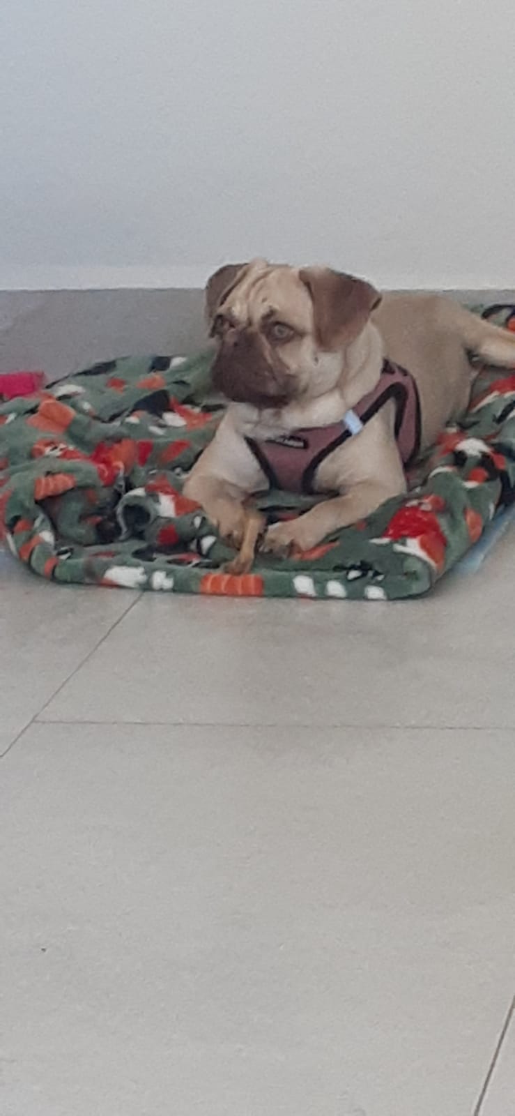 Foto de Daisy Canela Meza con microchip 990000012842419