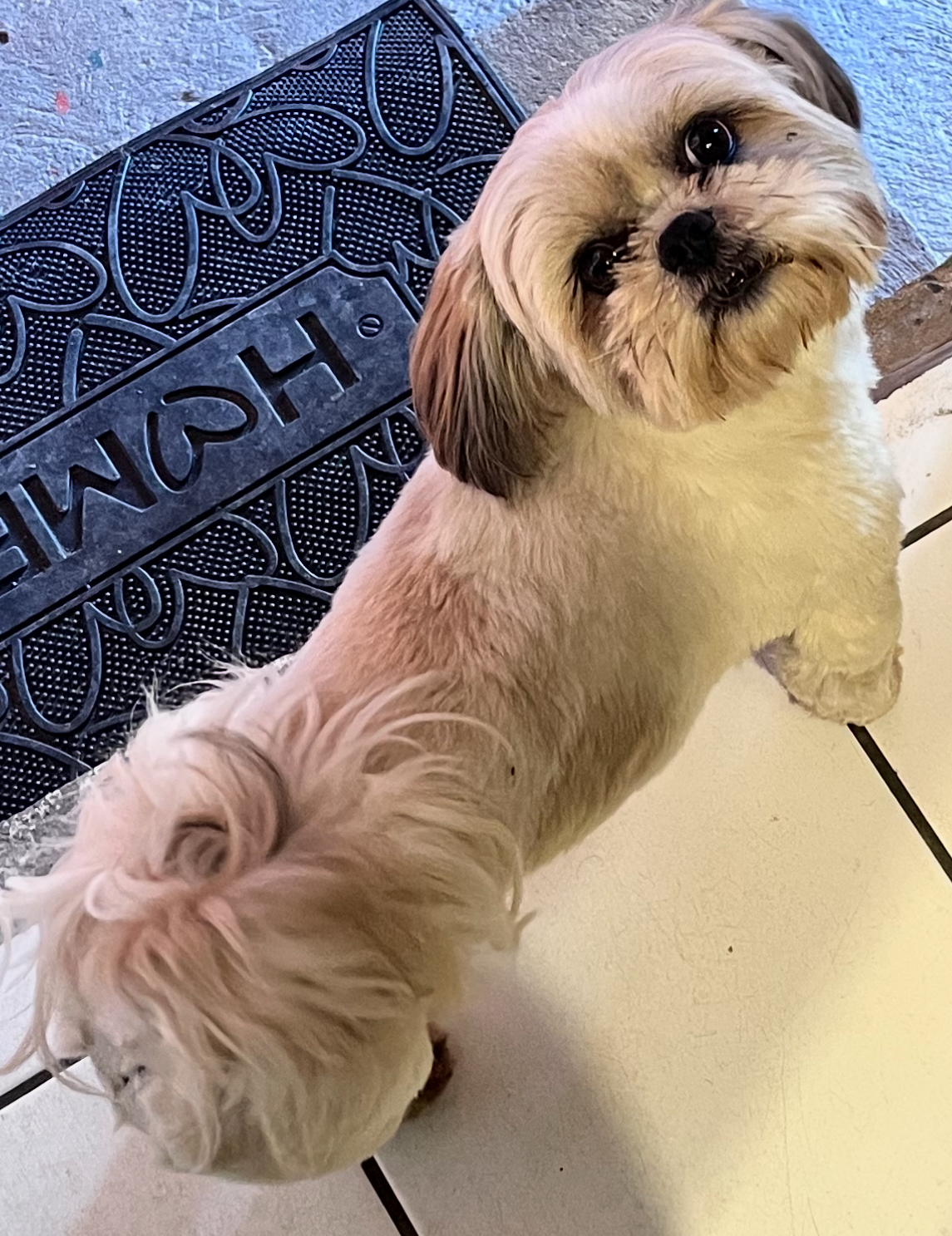 Foto de Laika . con microchip 990000012843693