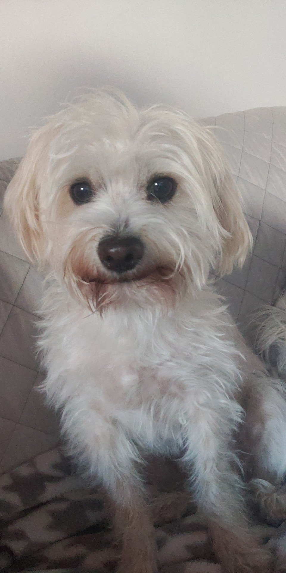 Foto de Lío con microchip 990000012834507