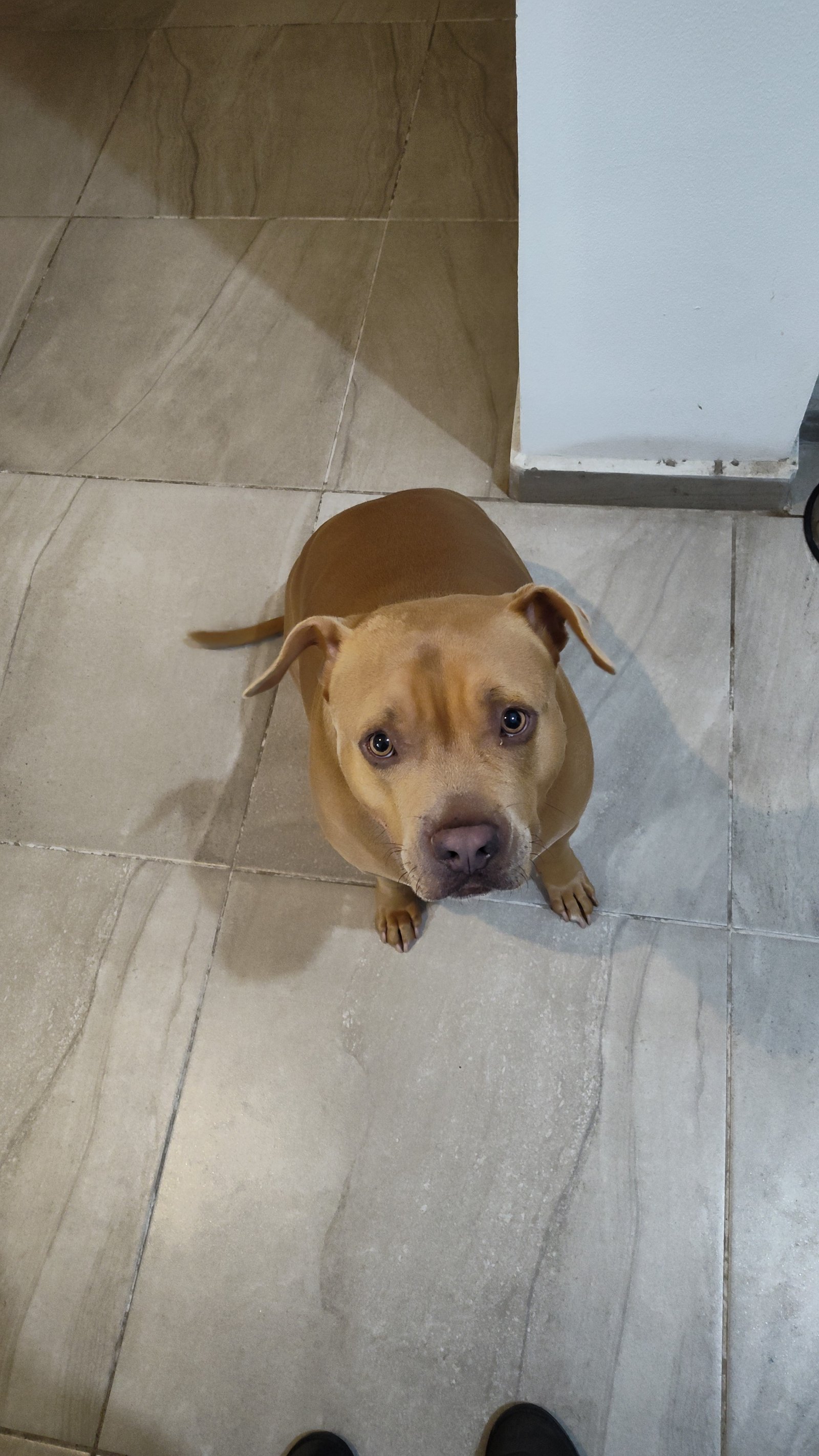 Foto de Bruno con microchip 990000012824791