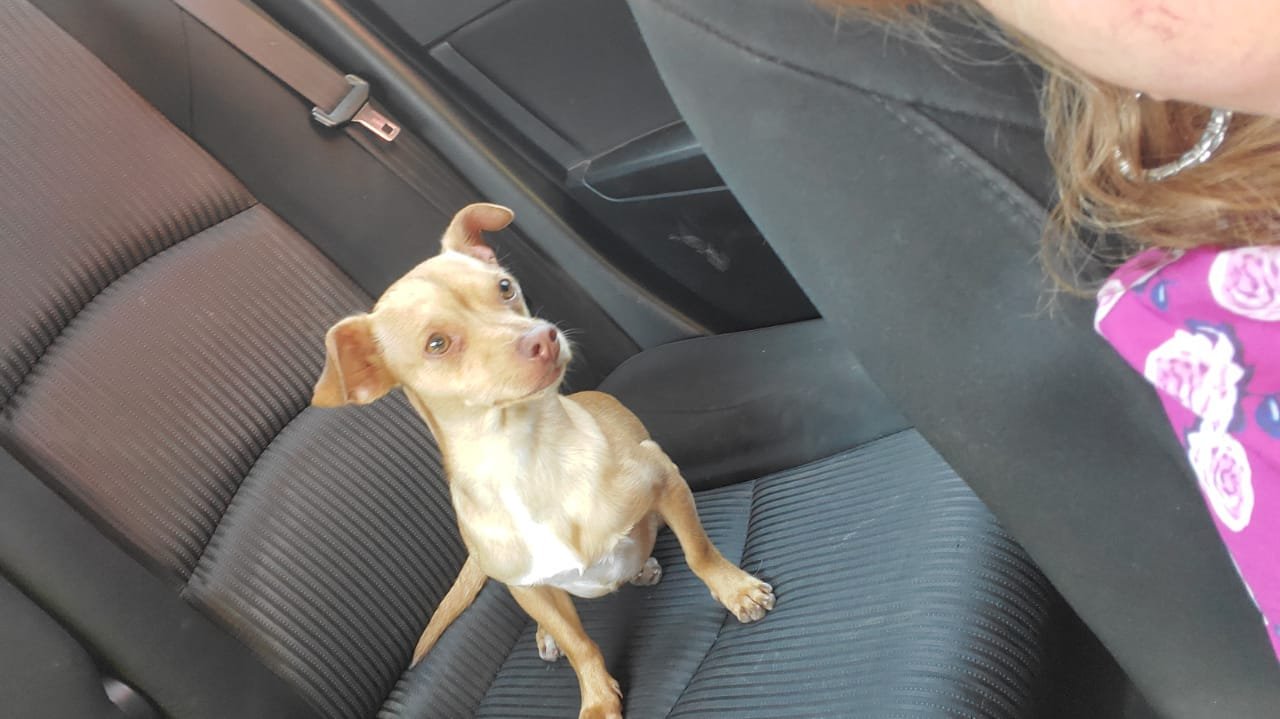 Foto de MAYLO con microchip 990000012838047