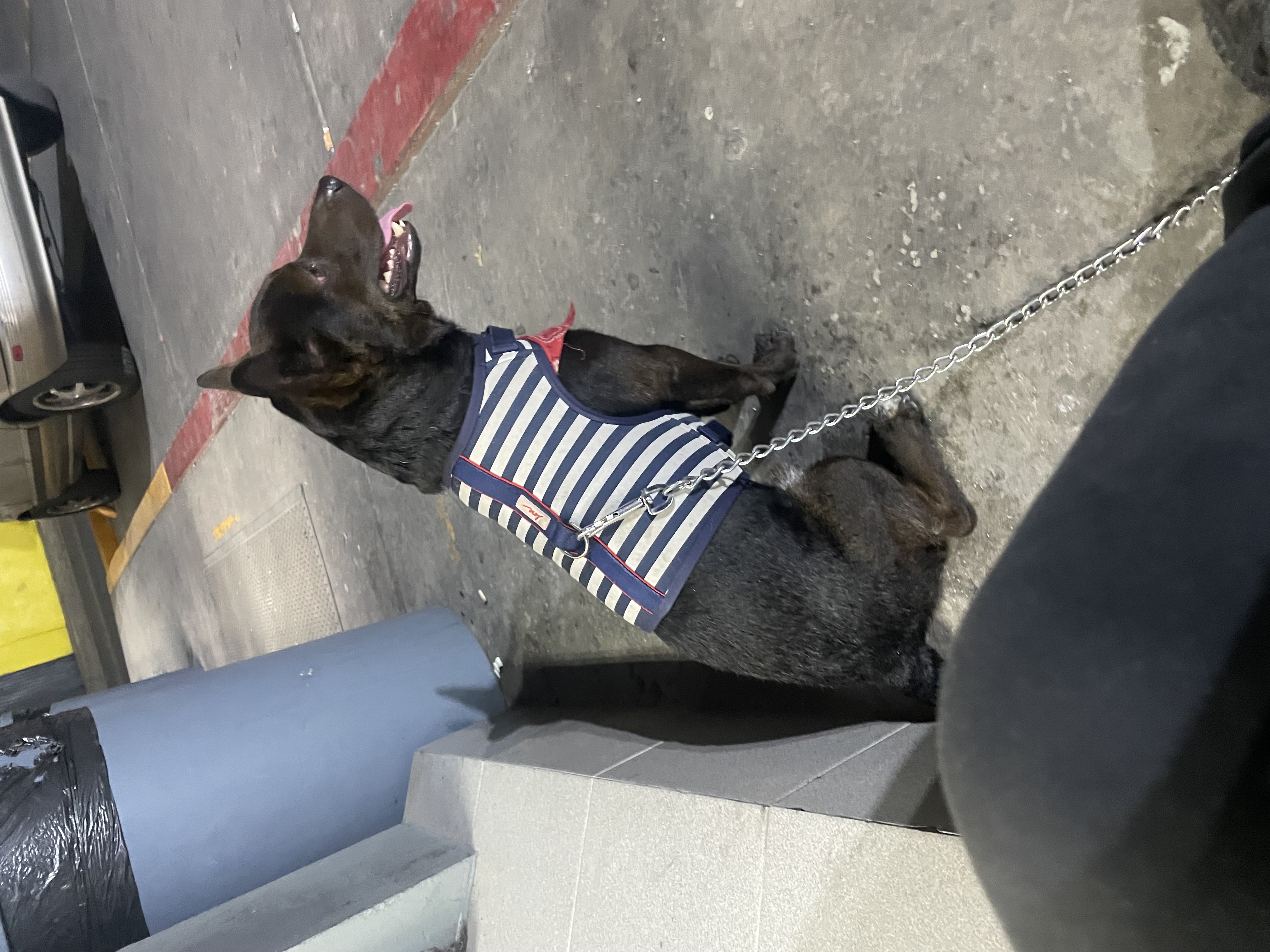 Foto de Tokyo con microchip 990000012842050