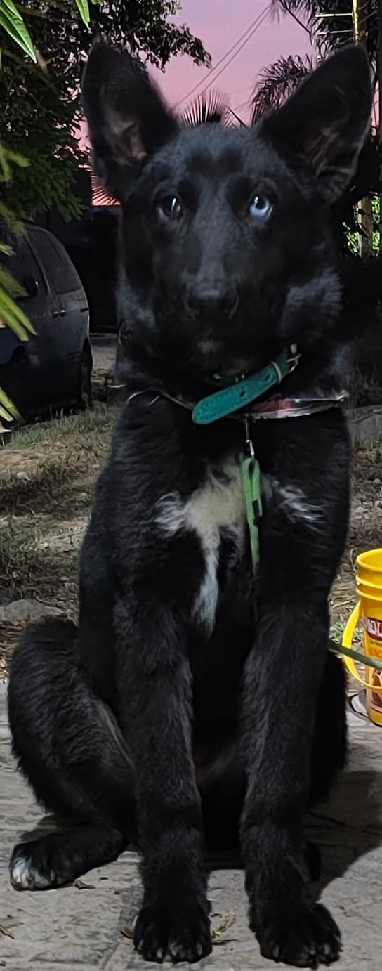 Foto de Bagheera con microchip 990000014110941