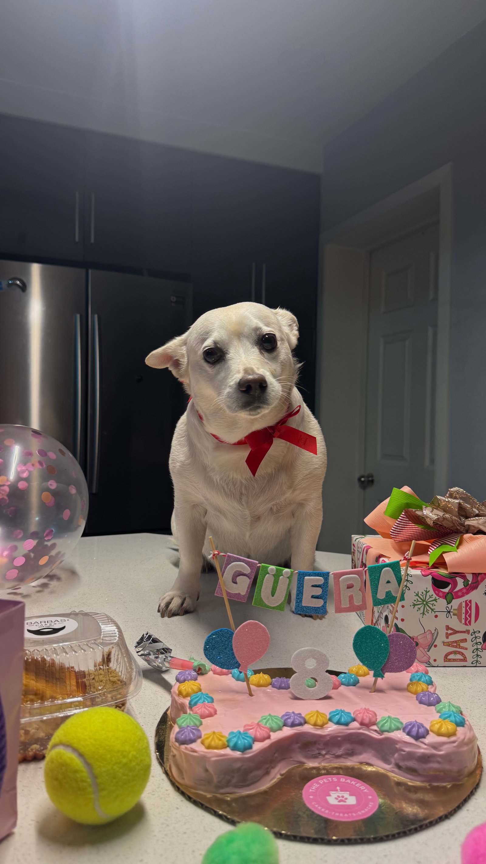 Foto de Pinky / Güera con microchip 990000012823946