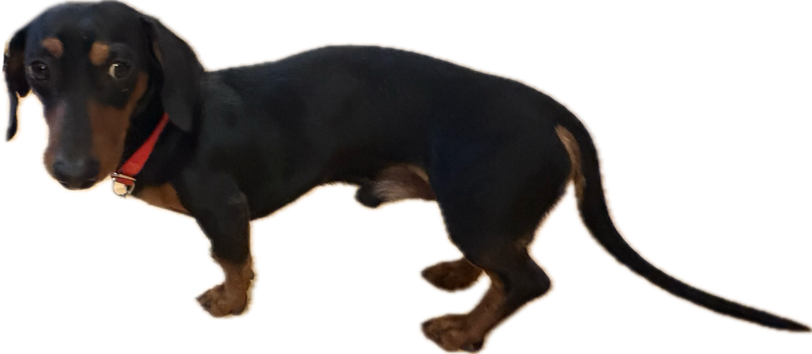 Foto de Chili con microchip 990000012842390