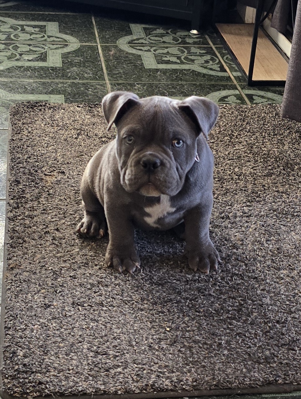 Foto de Azula Zuzu con microchip 990000012833939