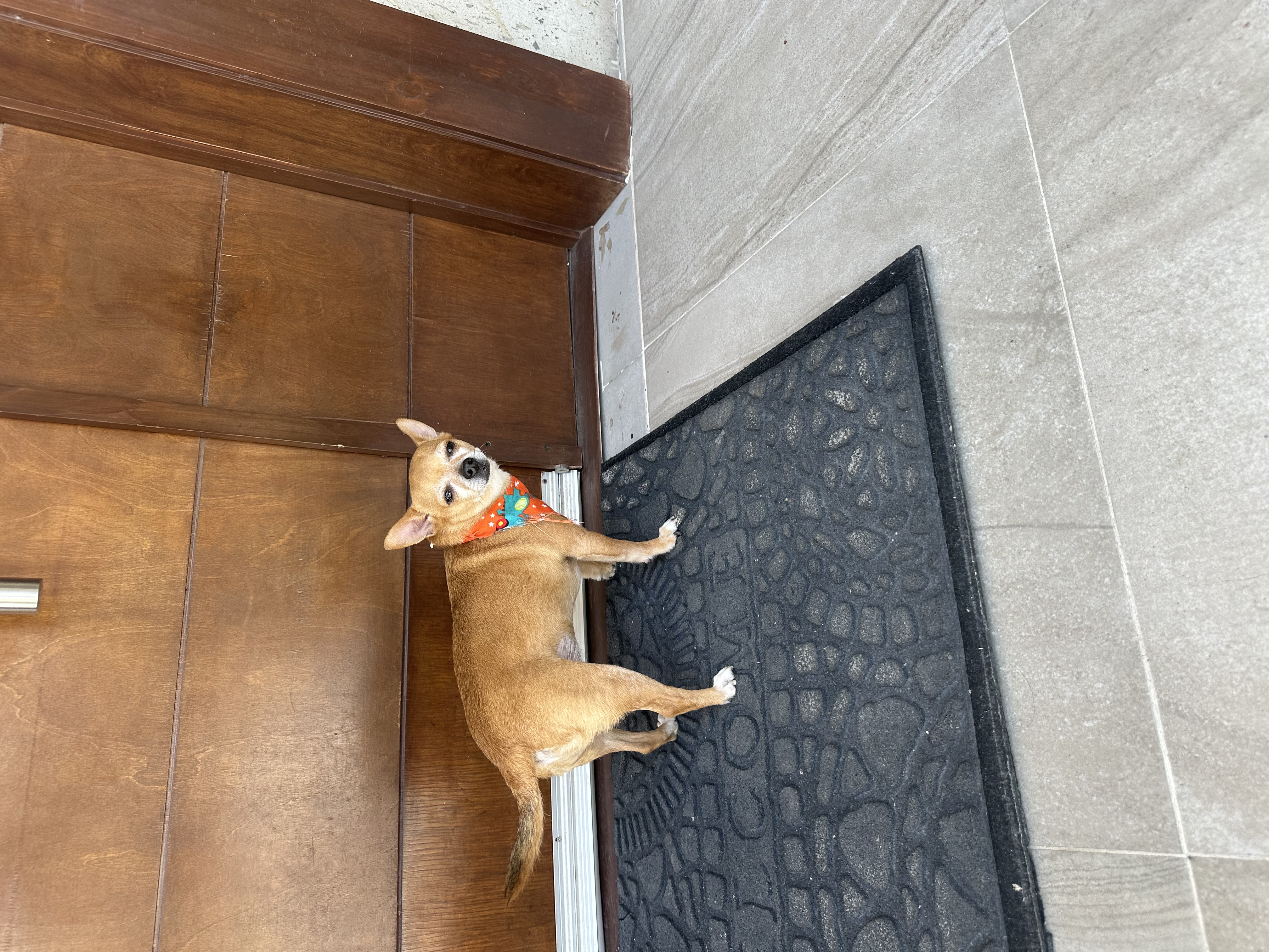 Foto de Milo con microchip 990000014164280