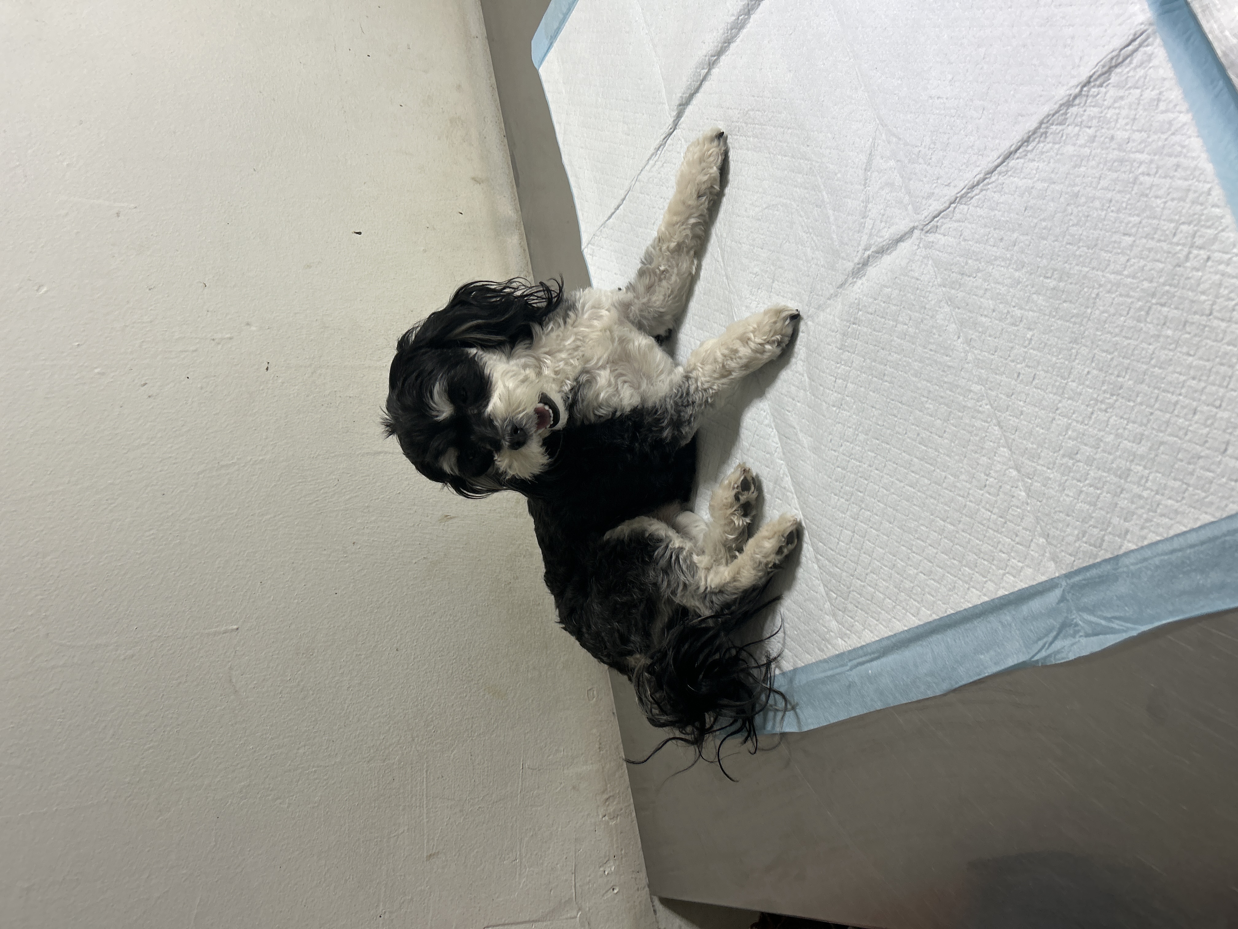 Foto de Pepper con microchip 990000012834395