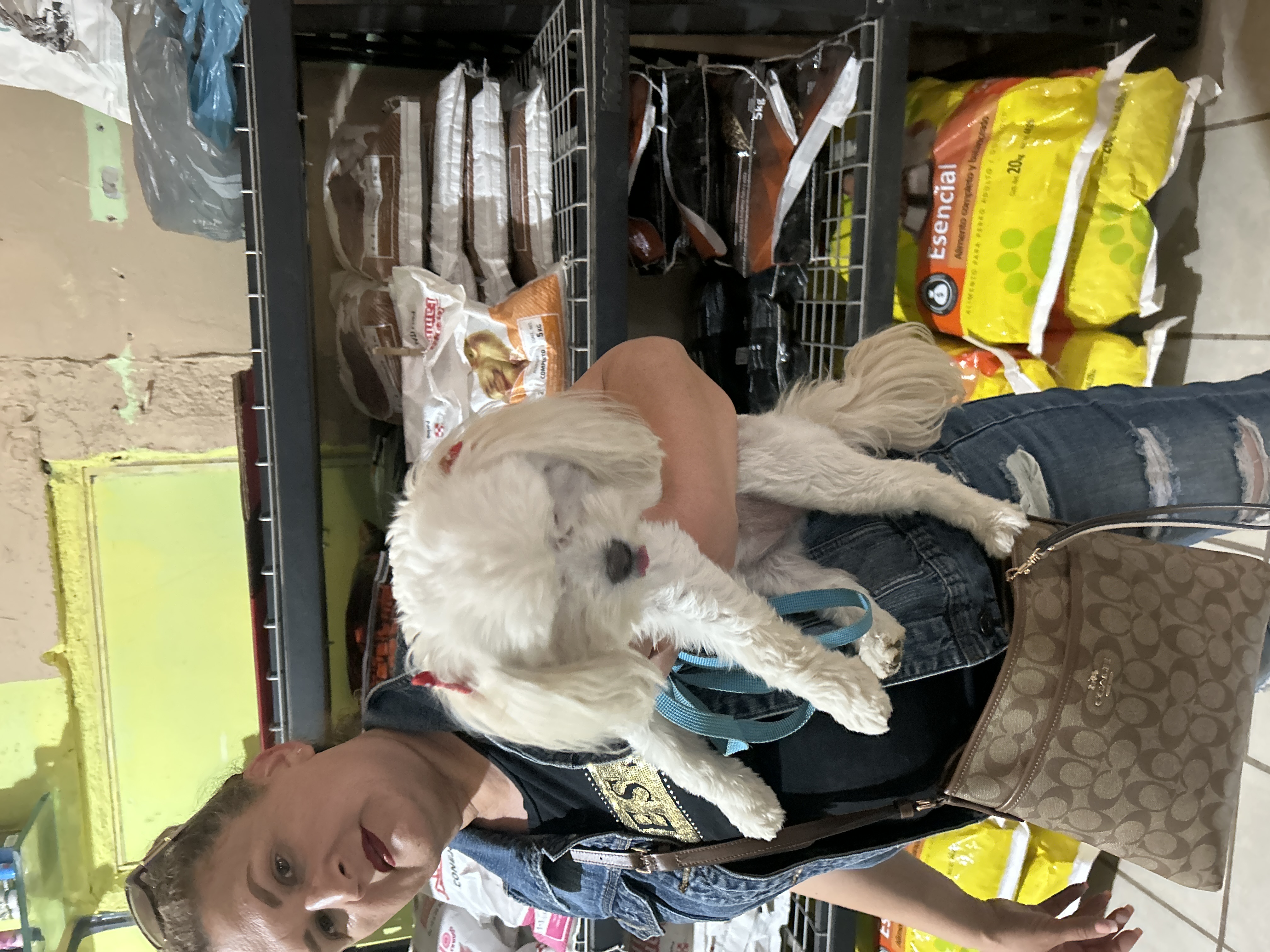 Foto de Brisa con microchip 990000012842356