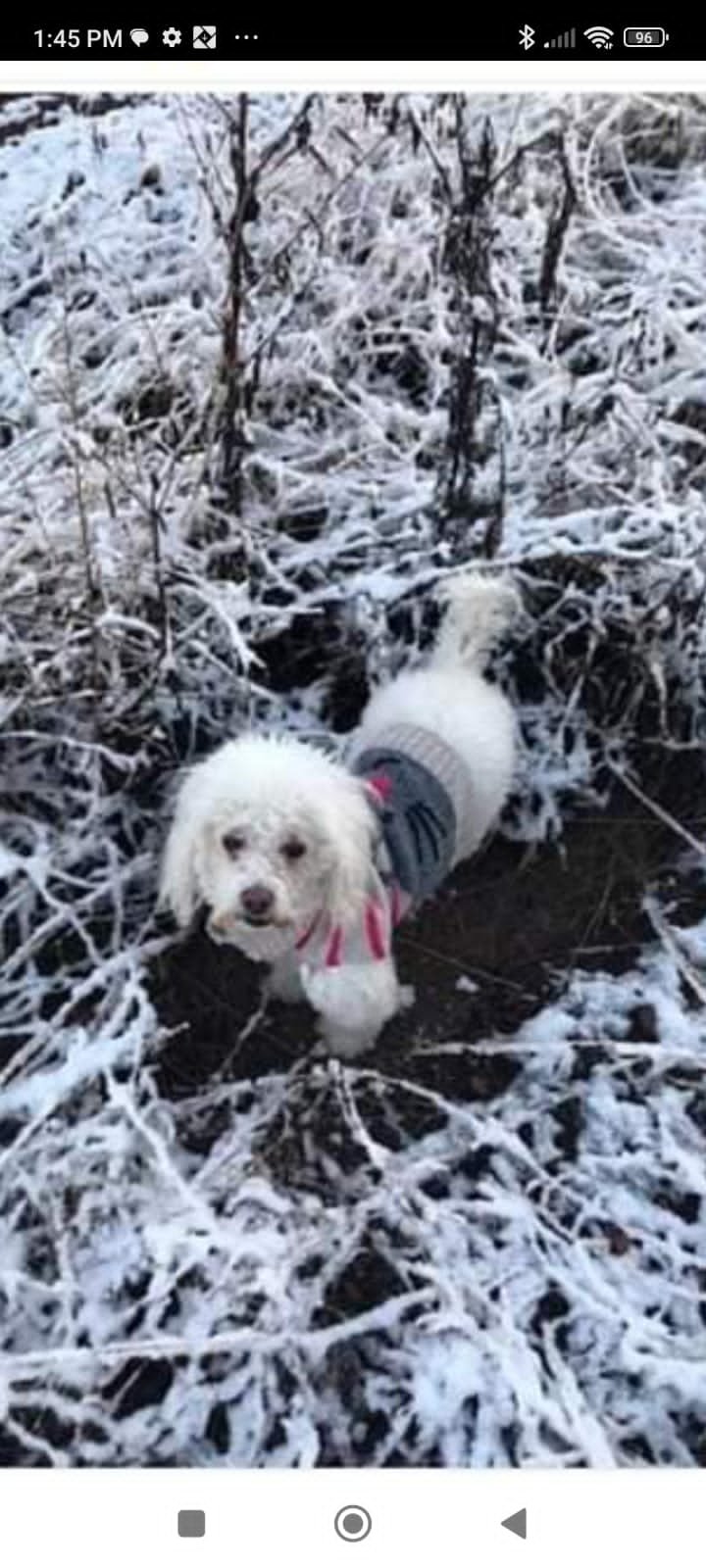 Foto de Dana con microchip 990000012844102