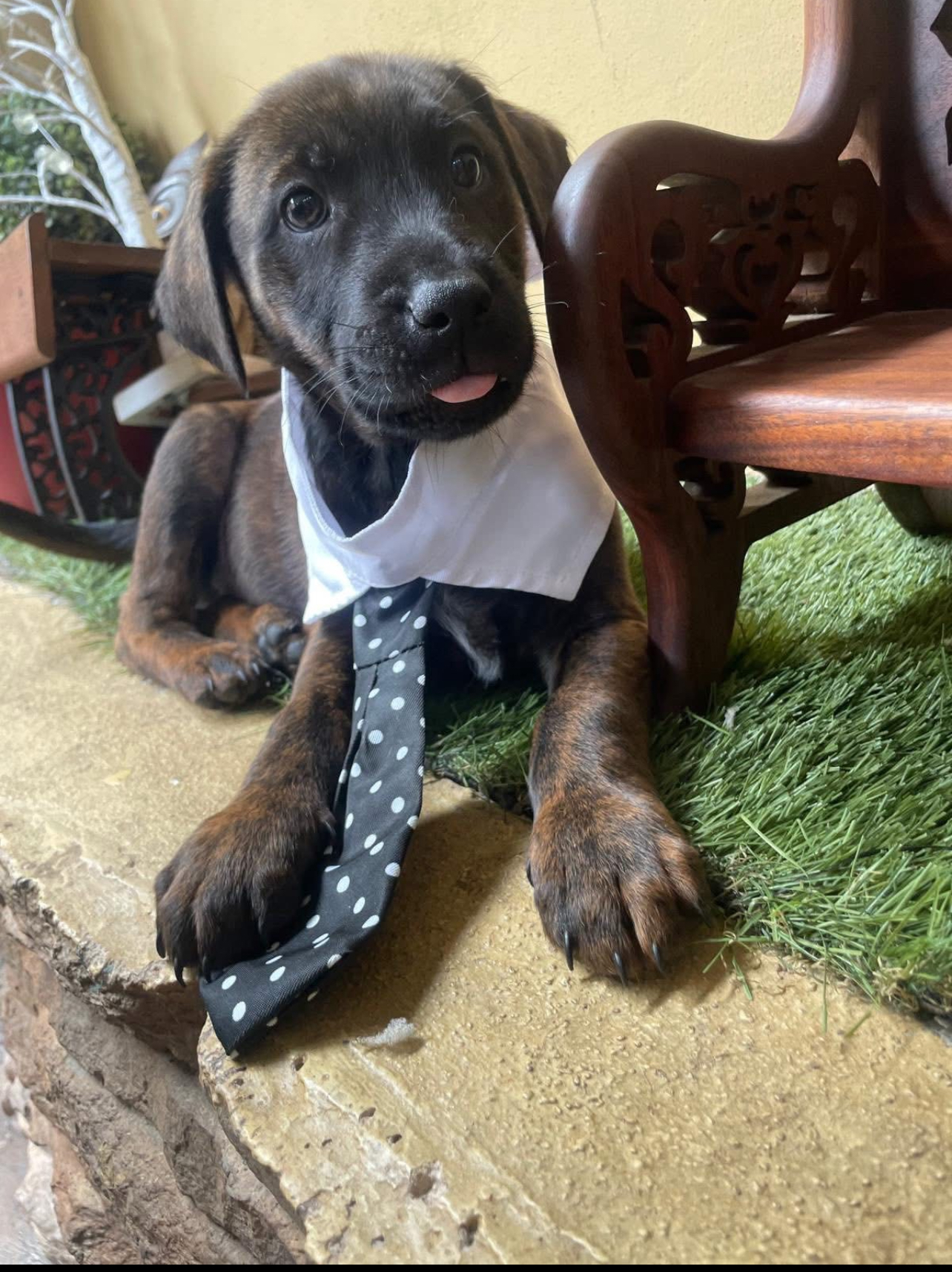 Foto de Luka con microchip 990000012835397