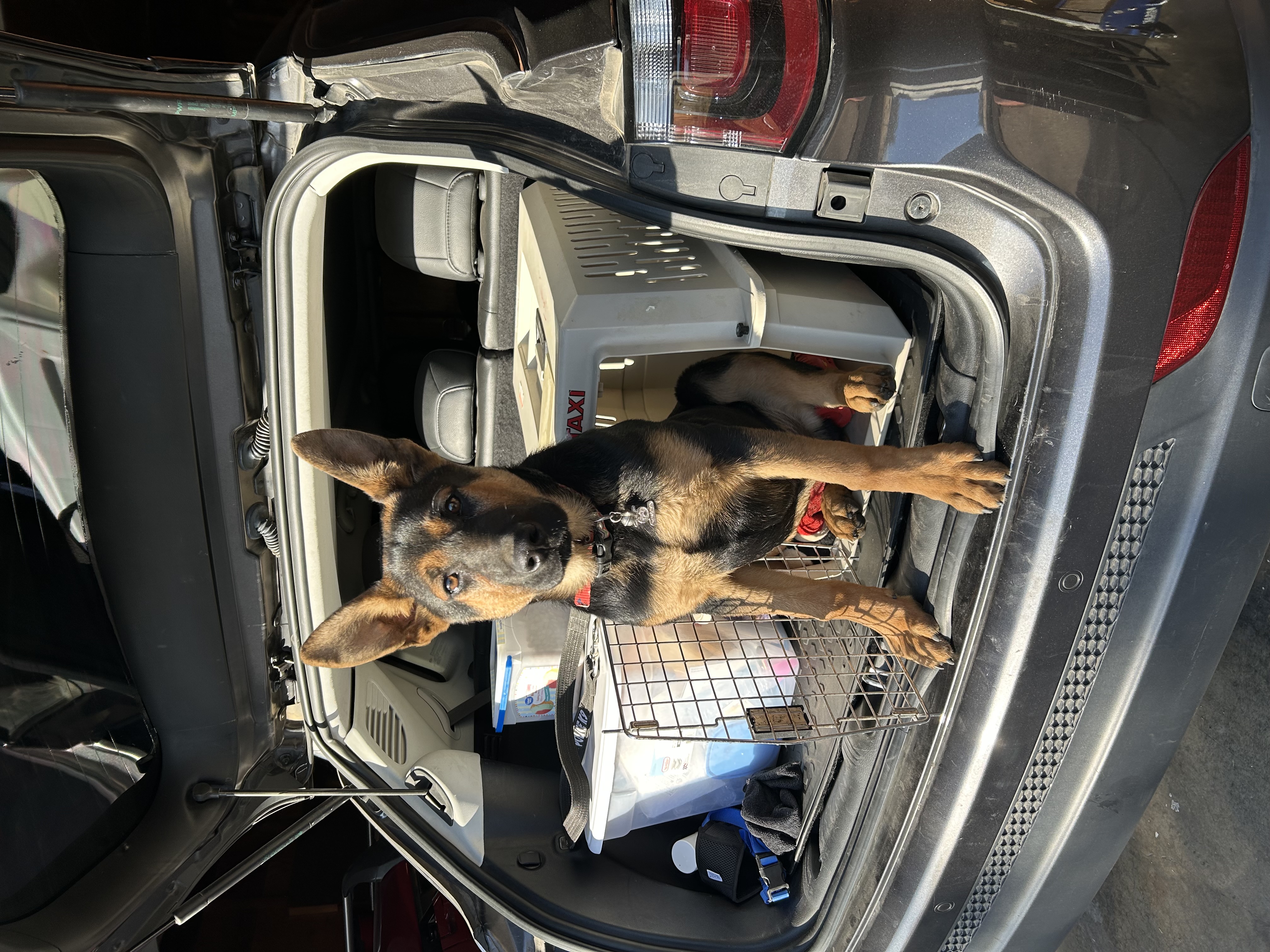 Foto de Saiko Gigo con microchip 990000012834168