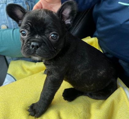 Foto de Nala con microchip 990000012837804