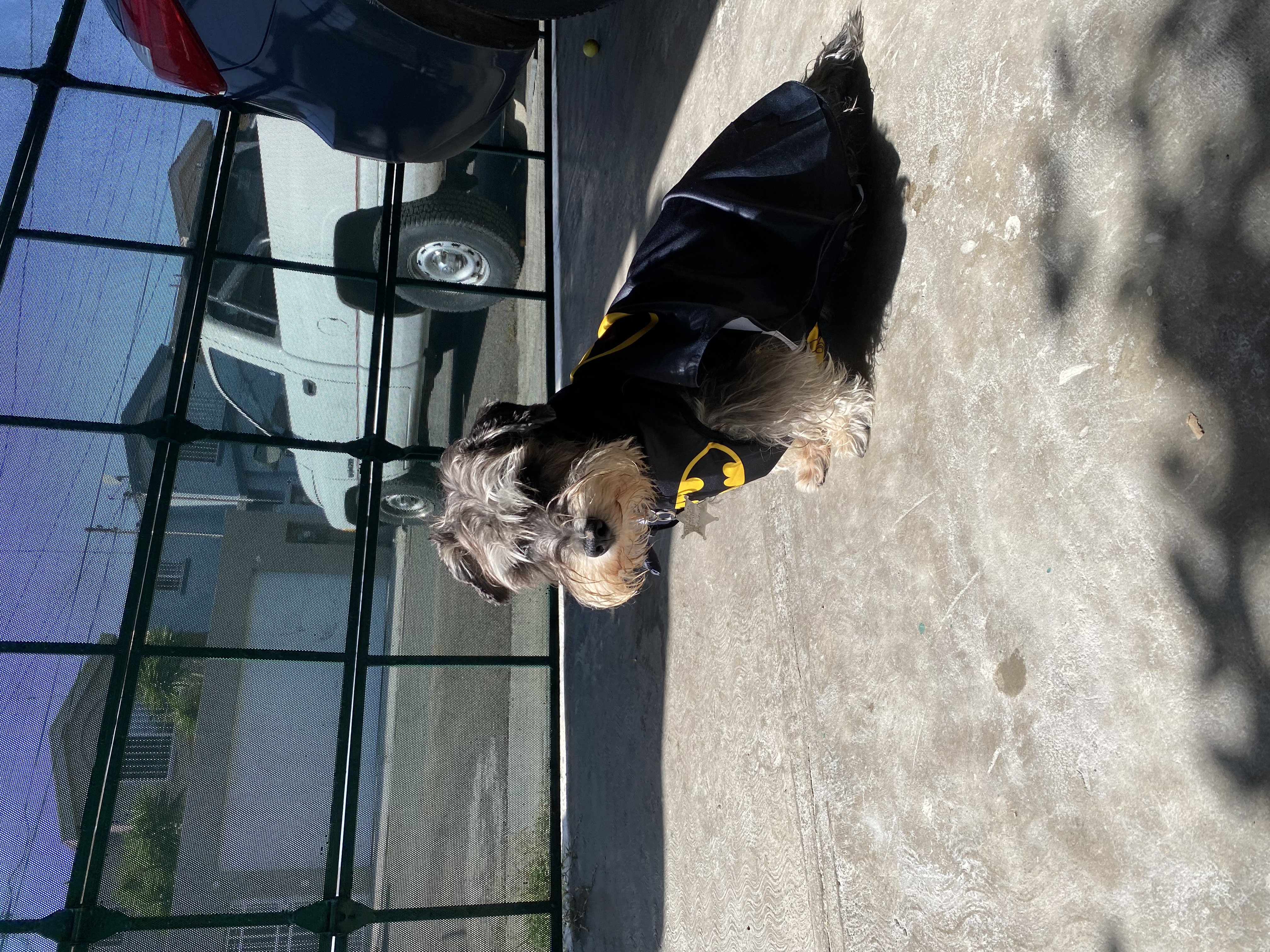 Foto de Volker (folker) con microchip 990000012820998
