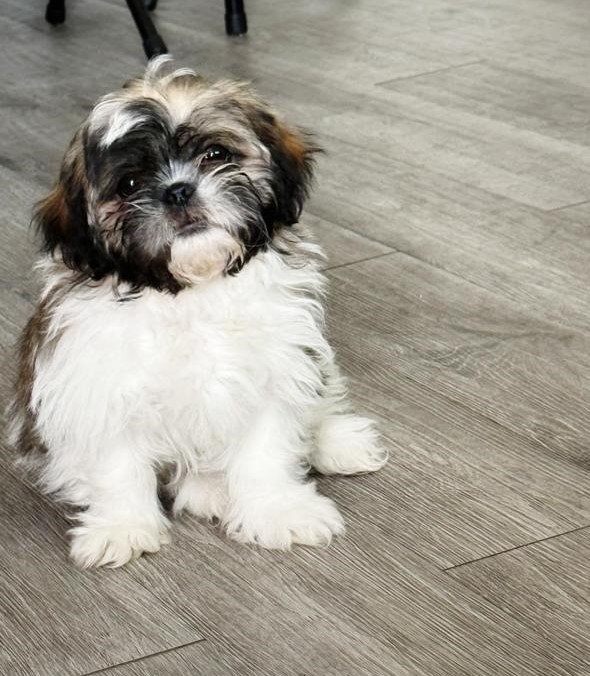 Foto de Molly con microchip 990000012841201