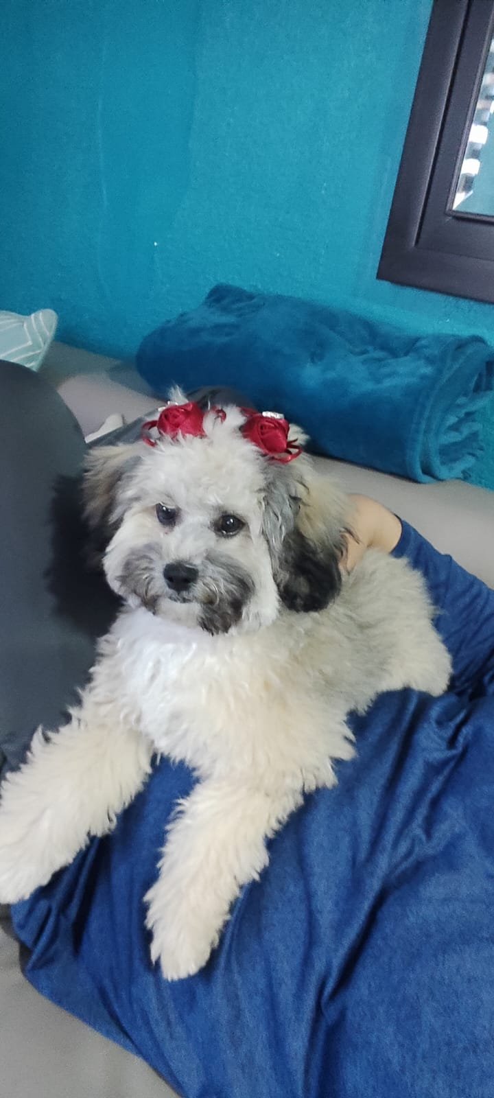 Foto de Zuky con microchip 990000012833866