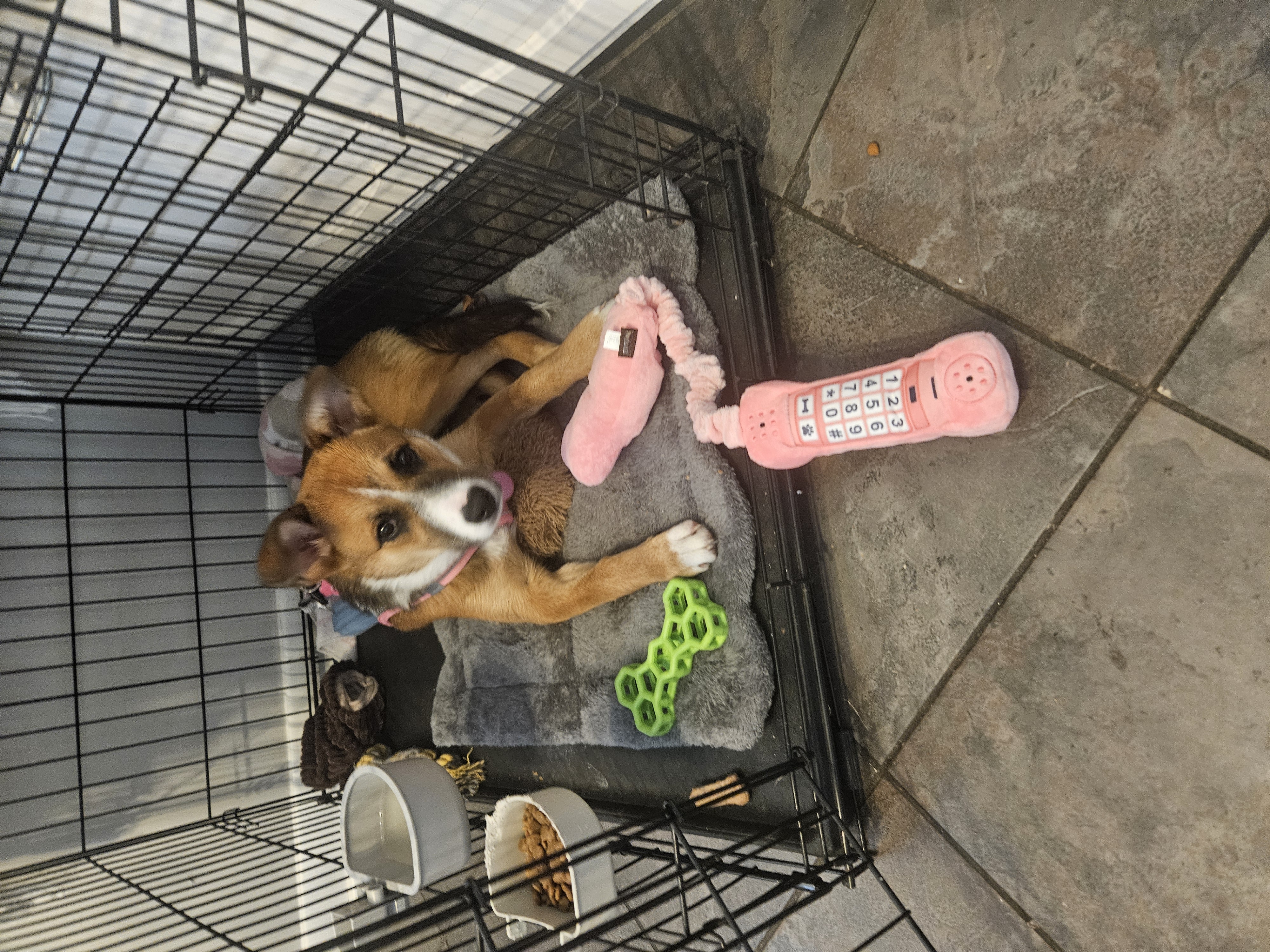 Foto de Zoey con microchip 990000012842606