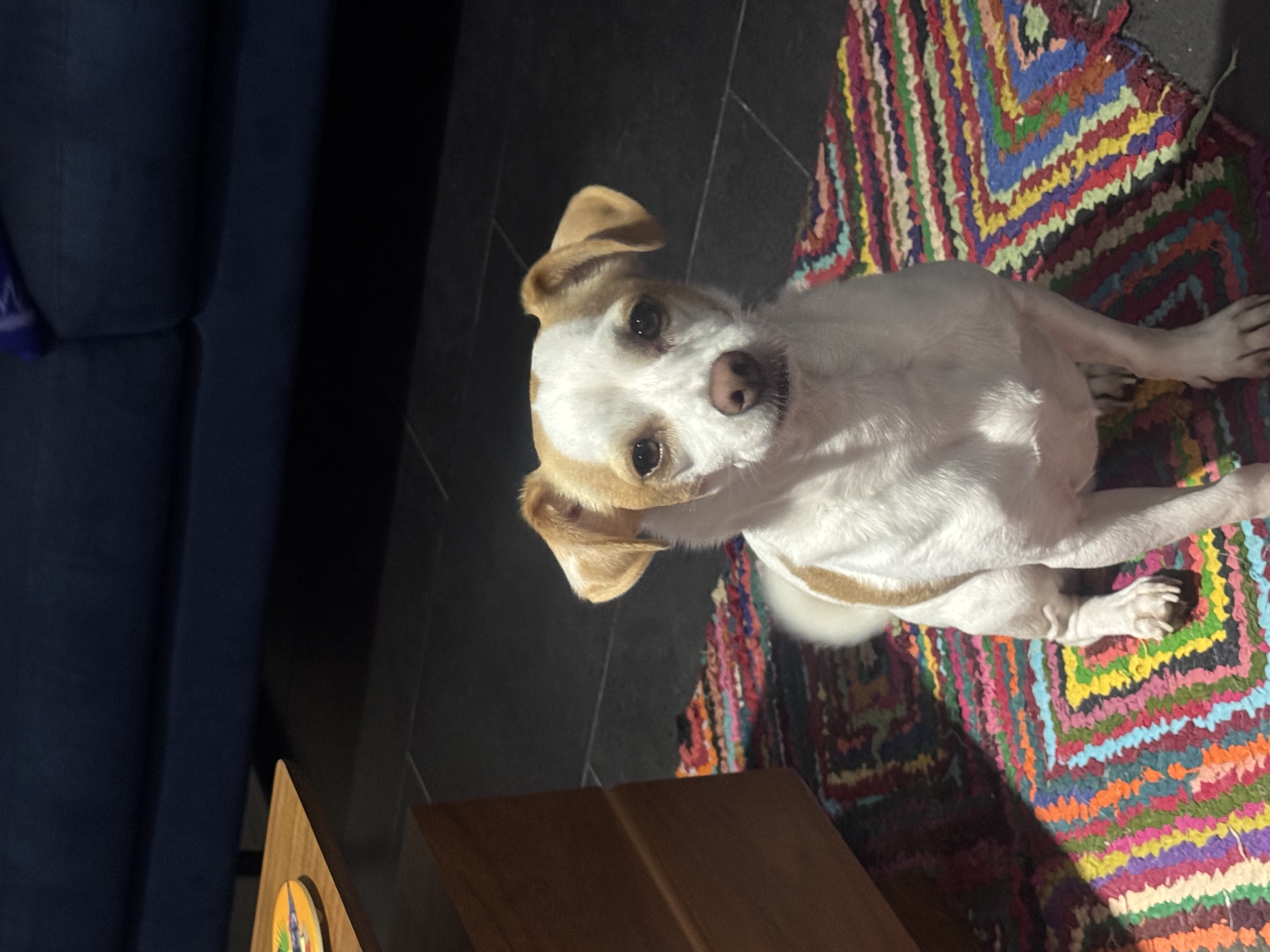 Foto de Stookie Angel con microchip 990000014111302