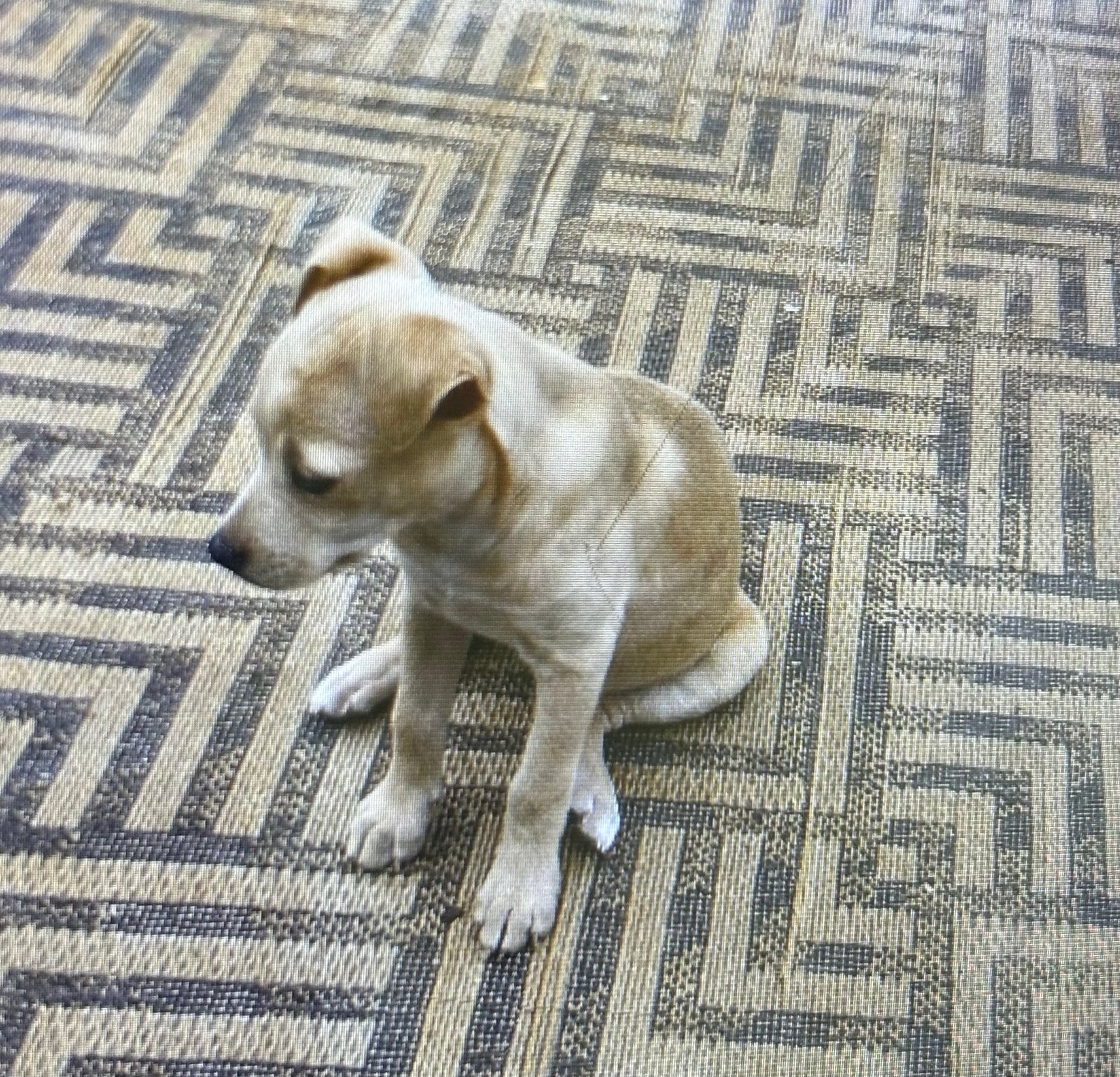 Foto de BABY con microchip 990000012826318