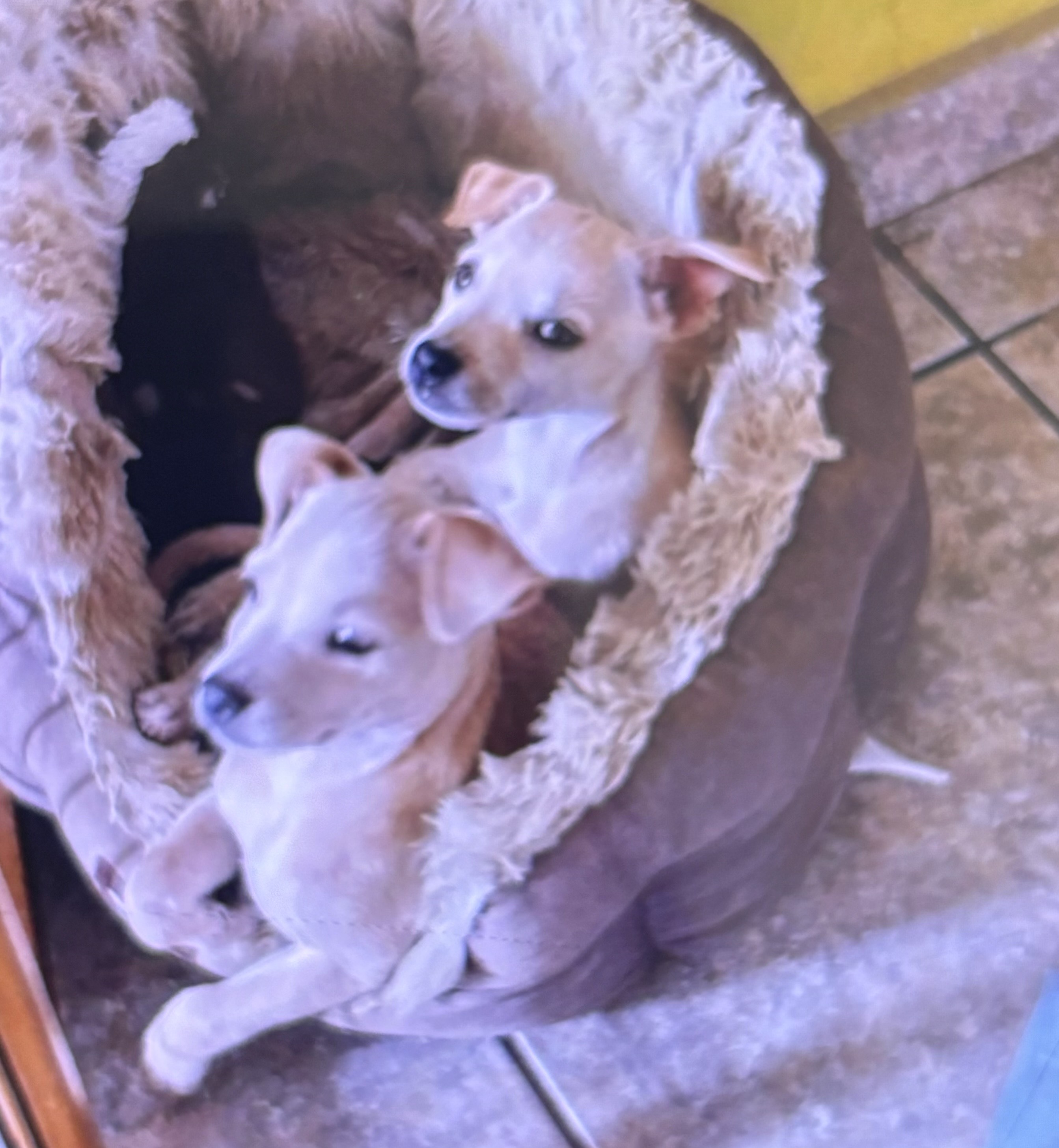 Foto de DIDI con microchip 990000012826554