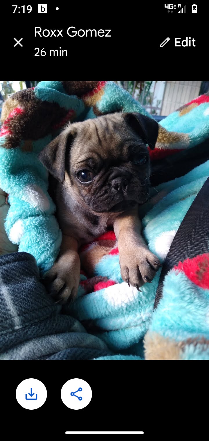 Foto de Milo pizano con microchip 990000012843832