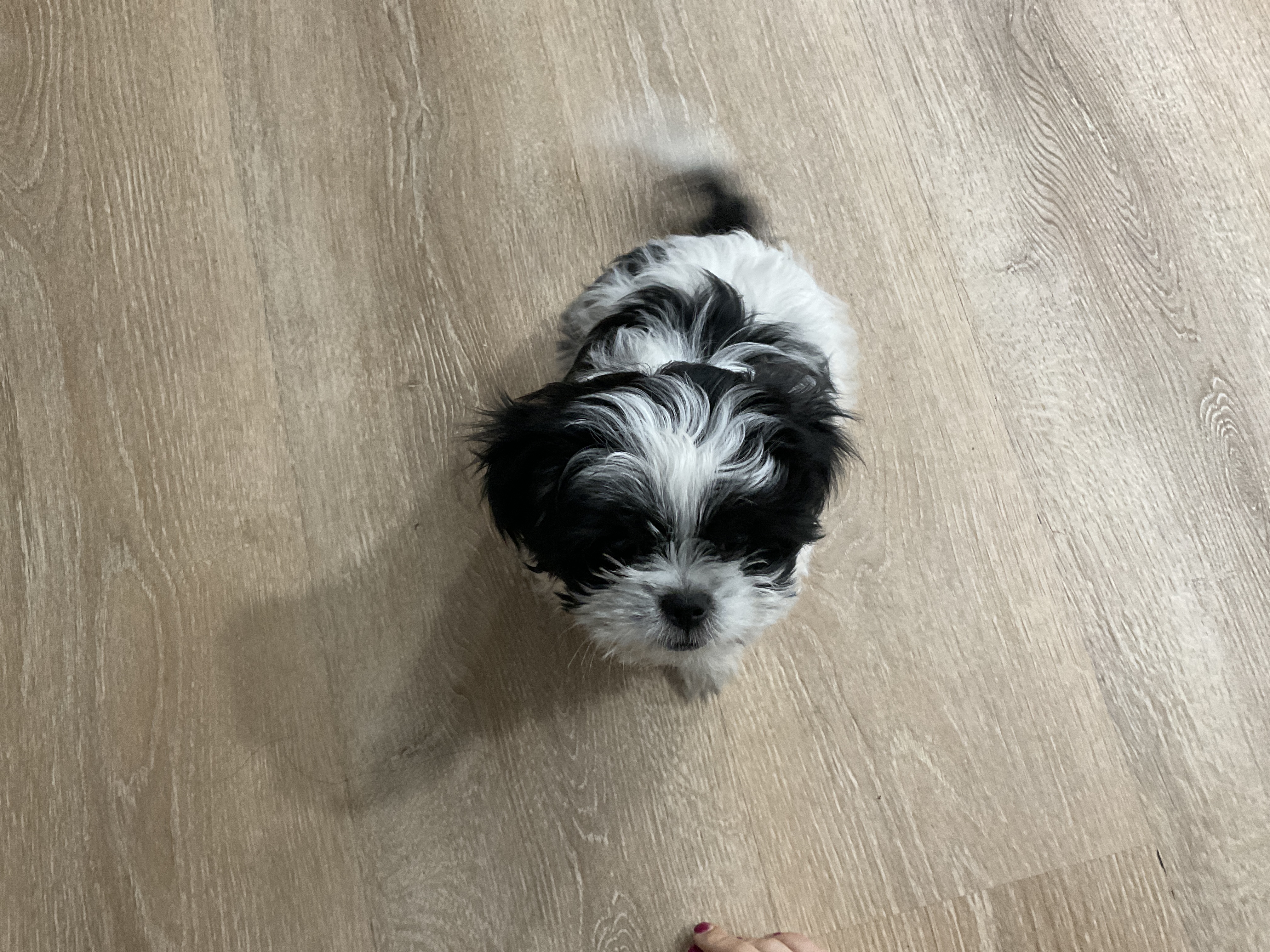 Foto de Luna con microchip 990000012842843
