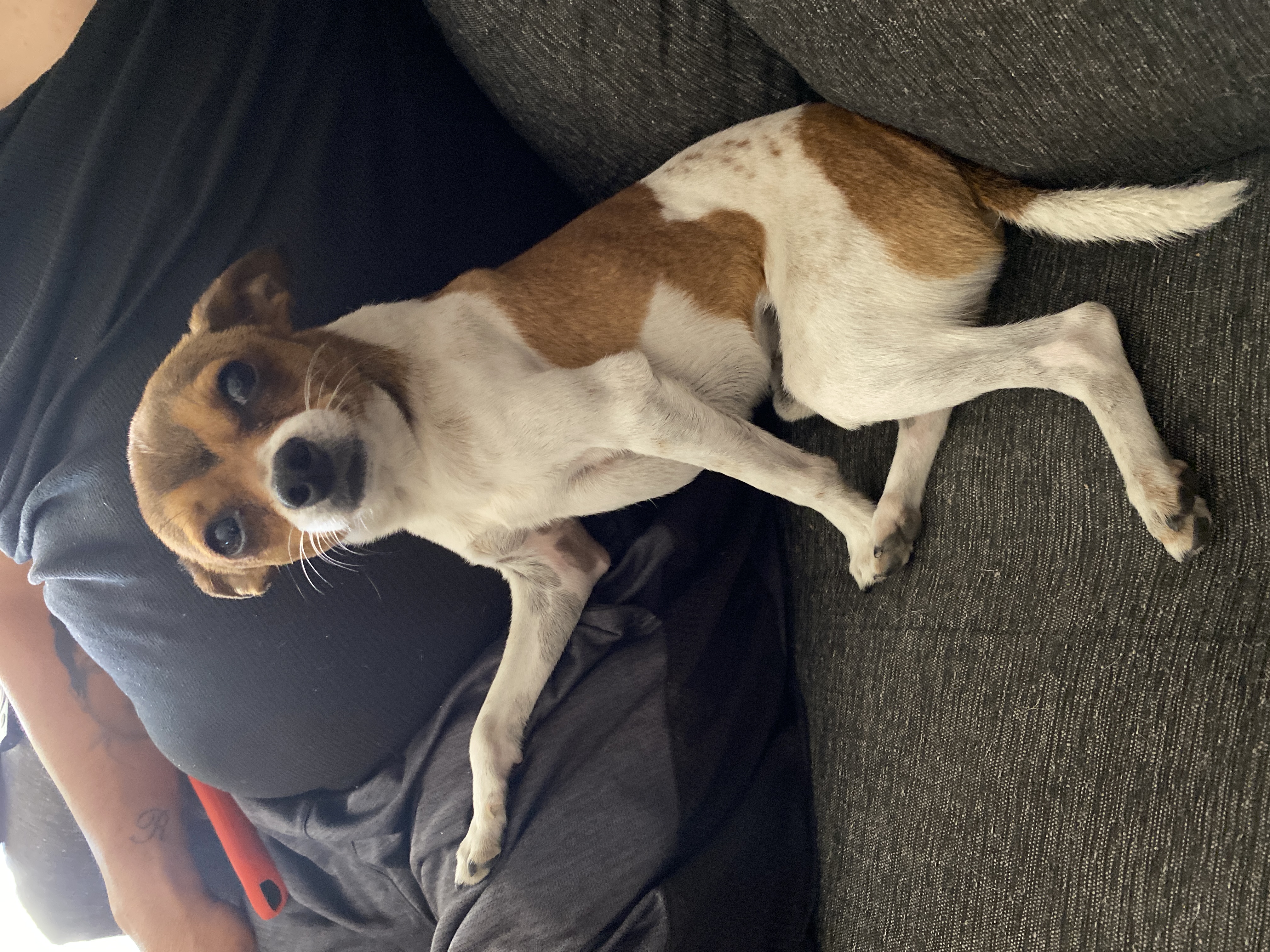 Foto de Tilin con microchip 990000012847840