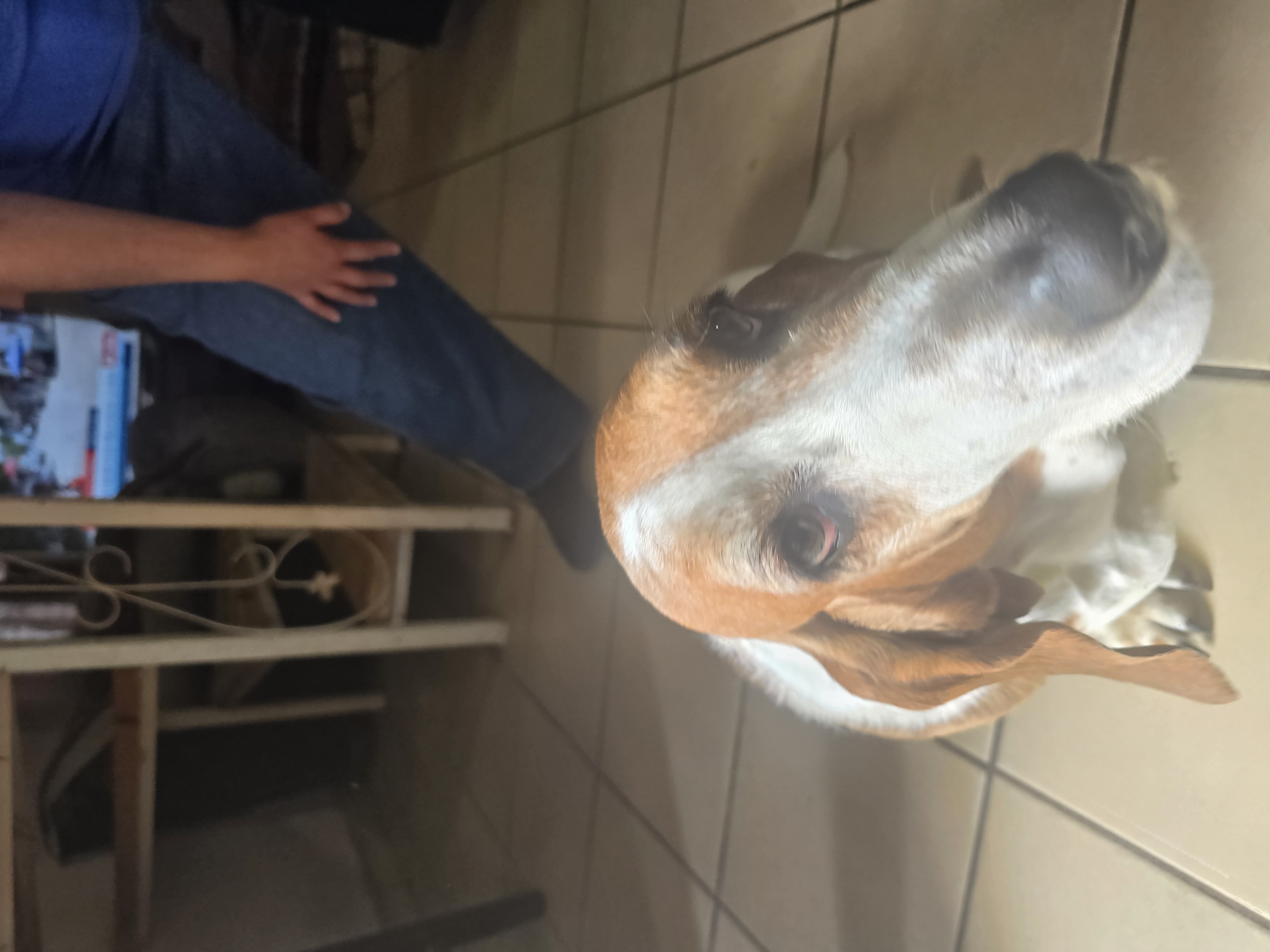 Foto de Maty con microchip 990000012843820