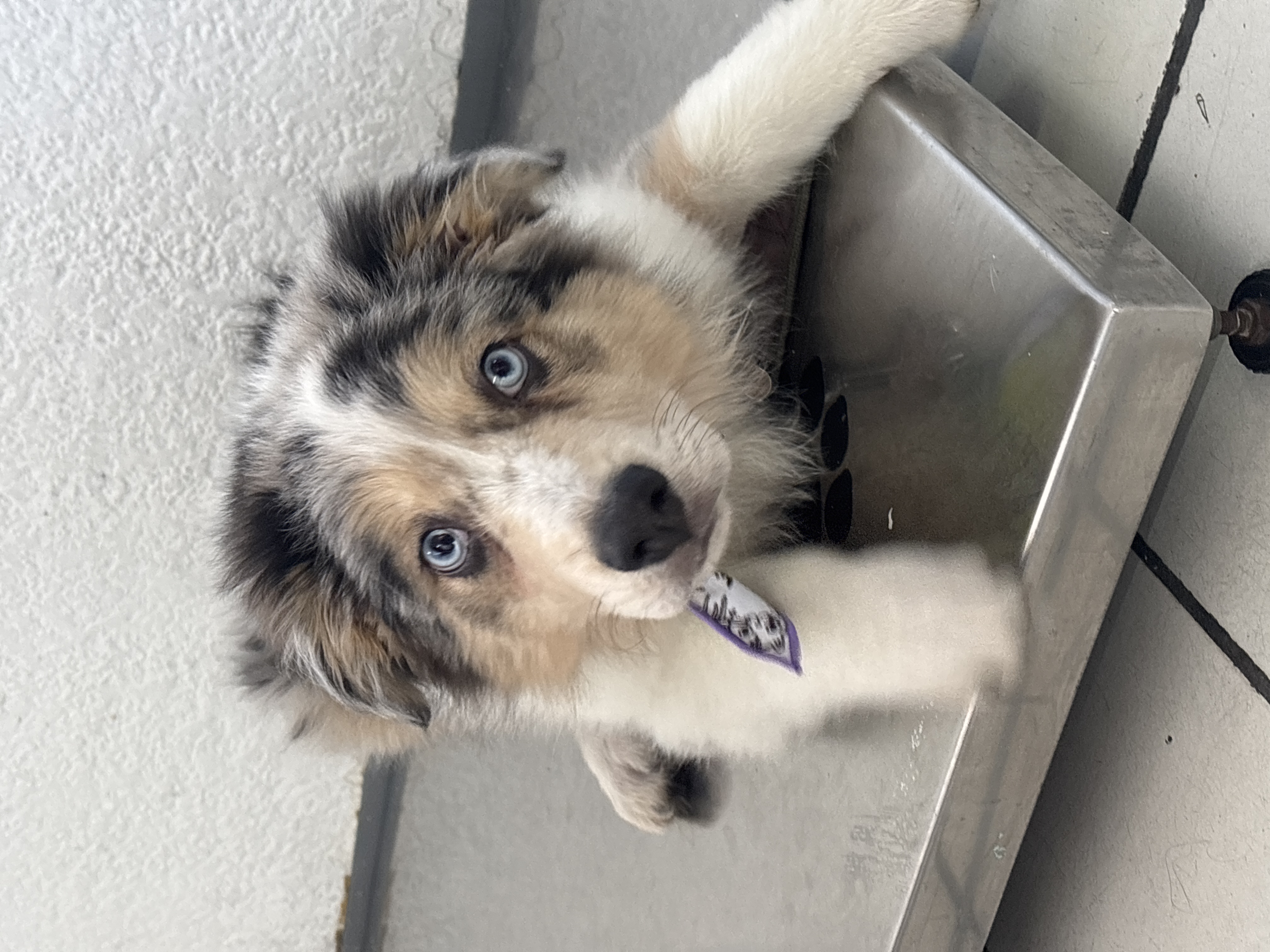 Foto de Luka con microchip 990000012837382