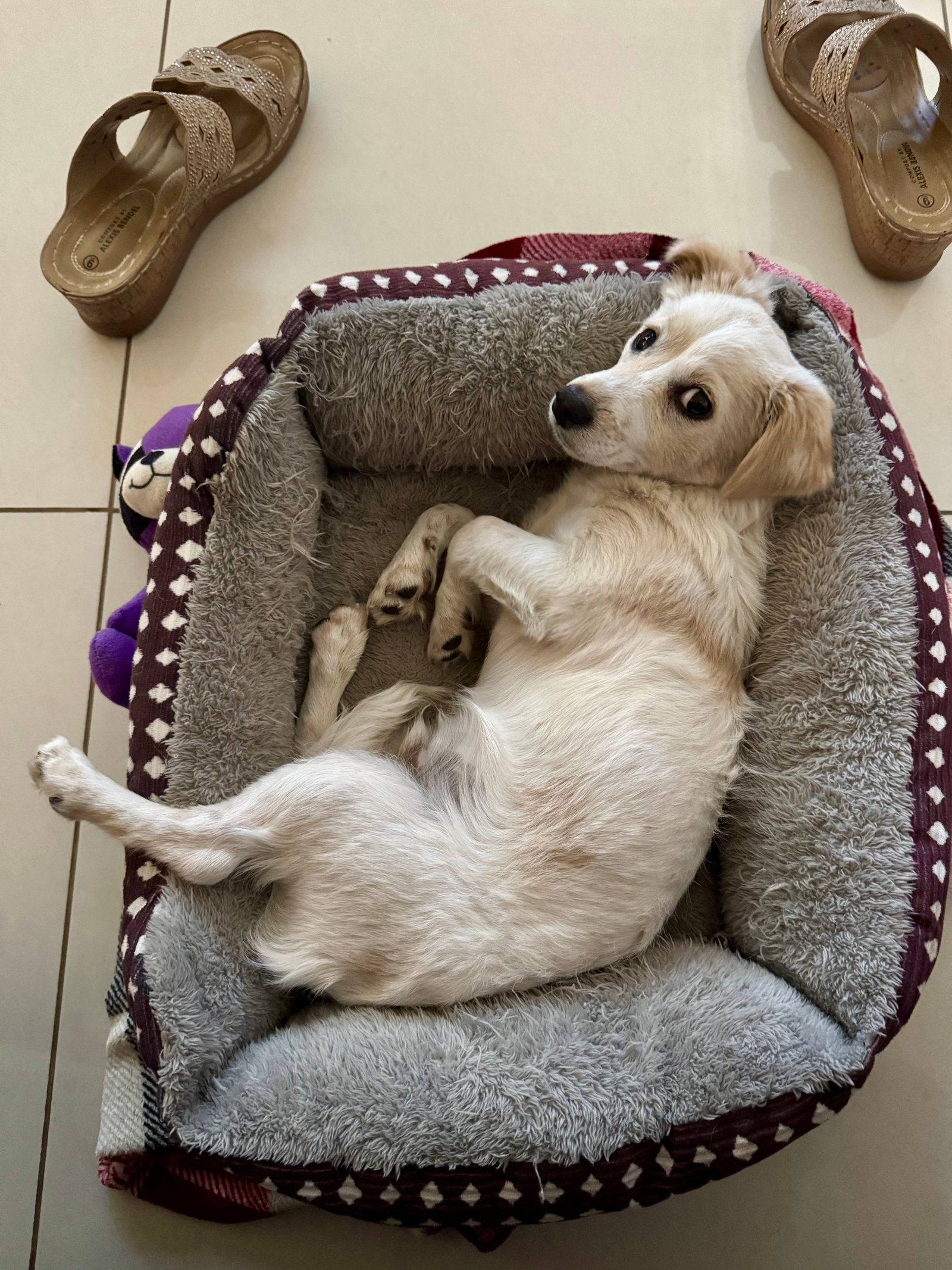 Foto de Terrible con microchip 990000012832455