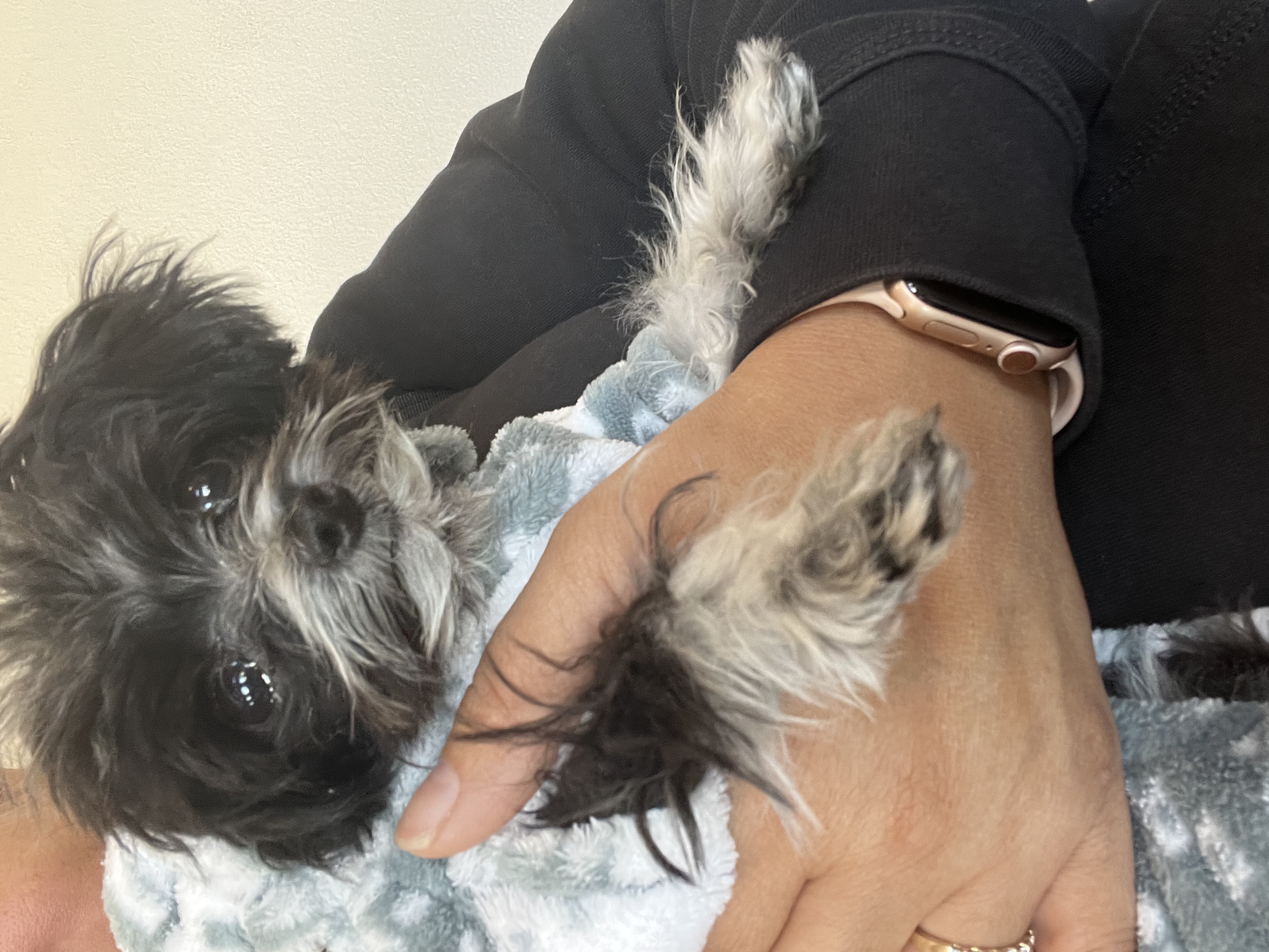 Foto de Otis con microchip 990000012835088