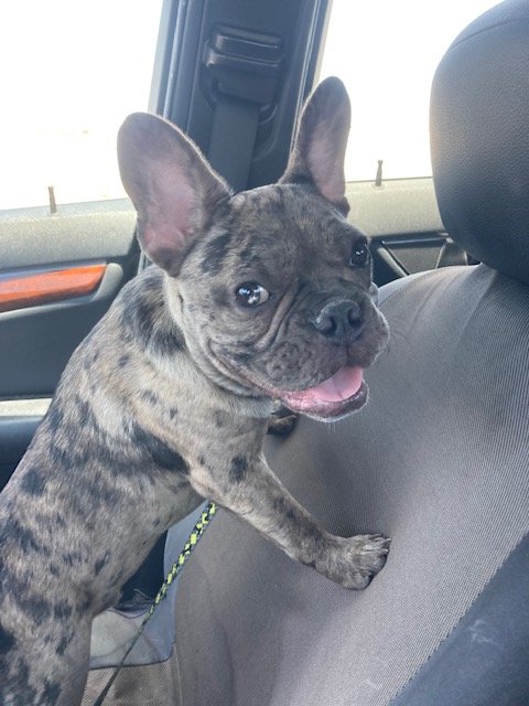 Foto de rocky con microchip 990000012841689