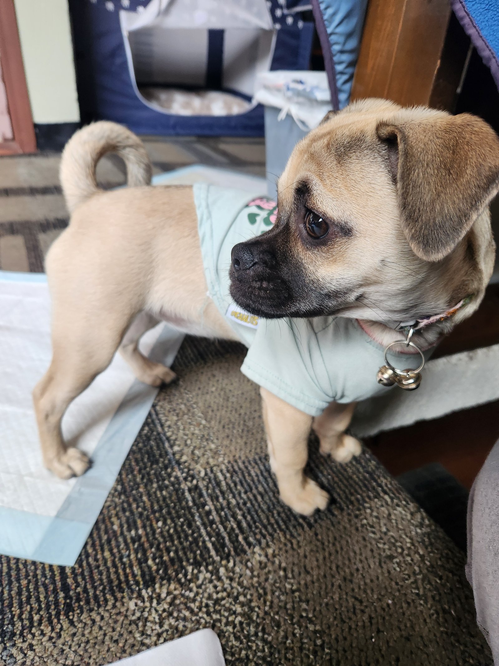 Foto de Lady con microchip 990000012837169