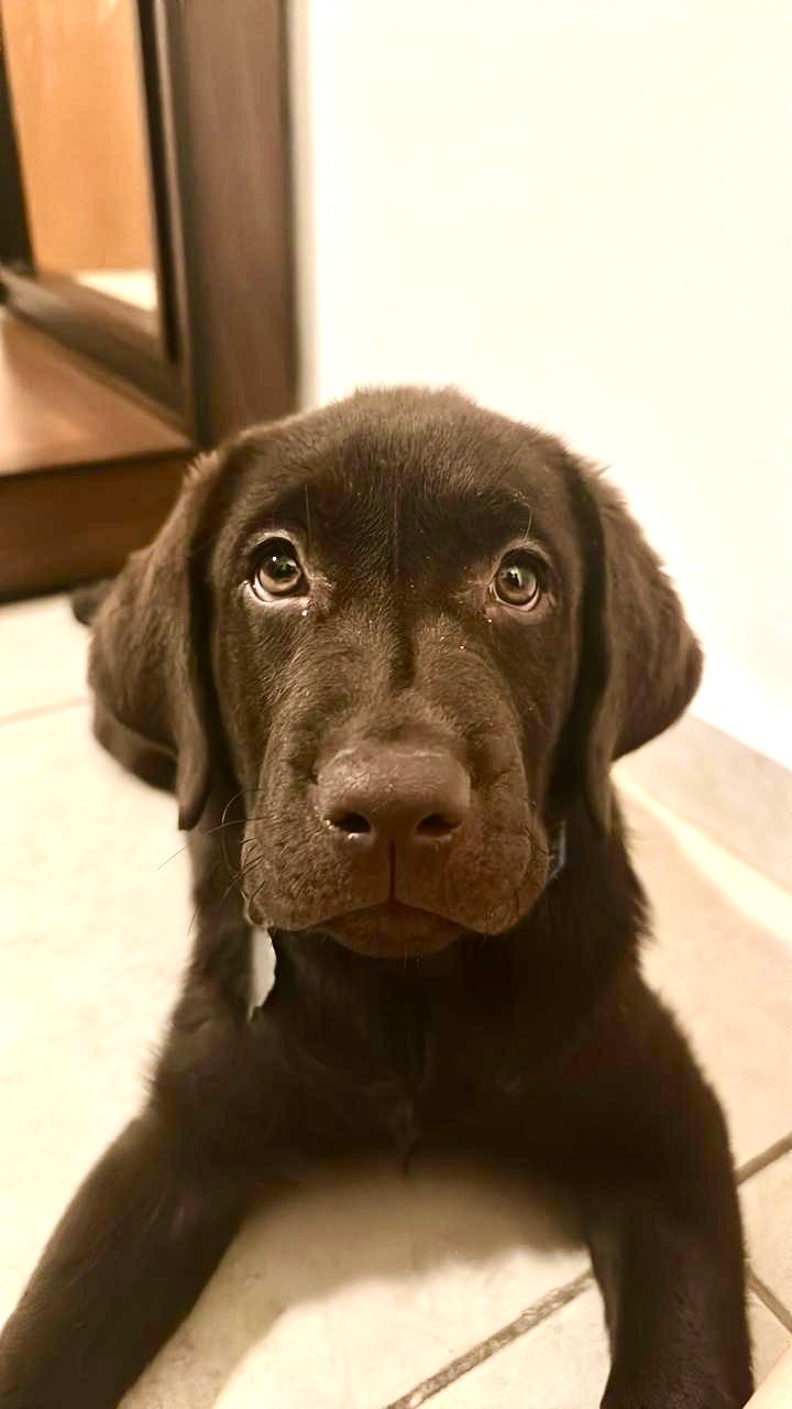 Foto de Theodoro con microchip 990000012997202