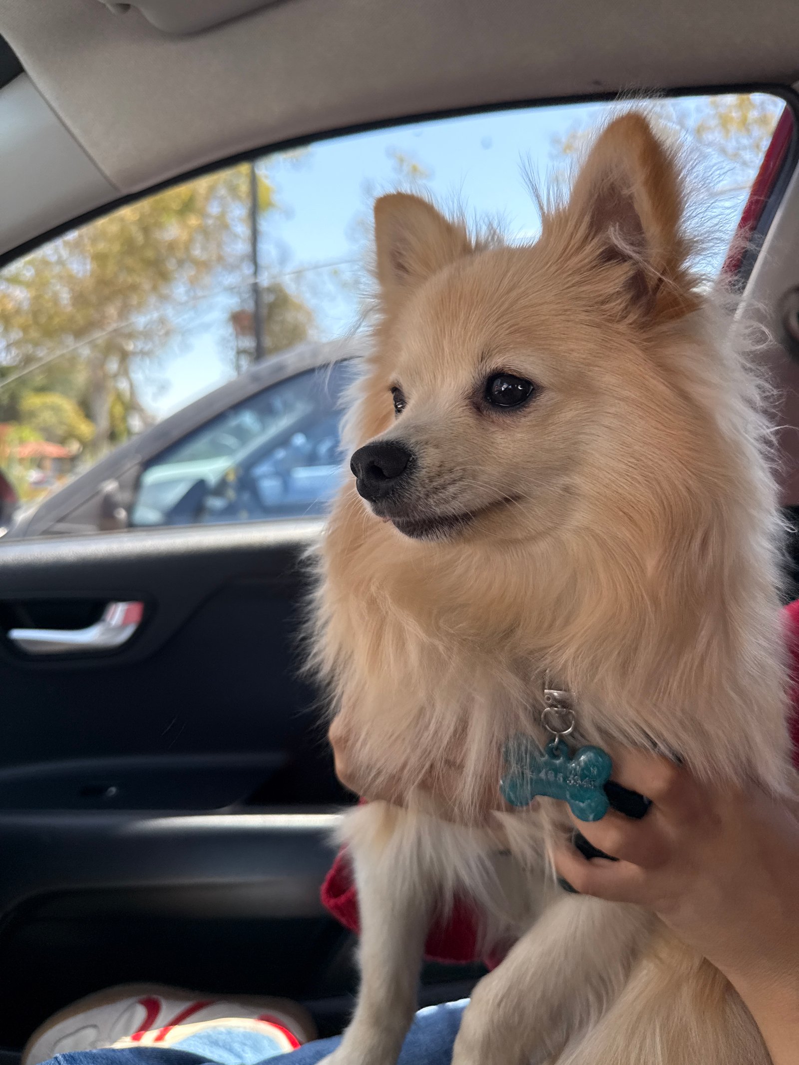Foto de Milo con microchip 990000014162617