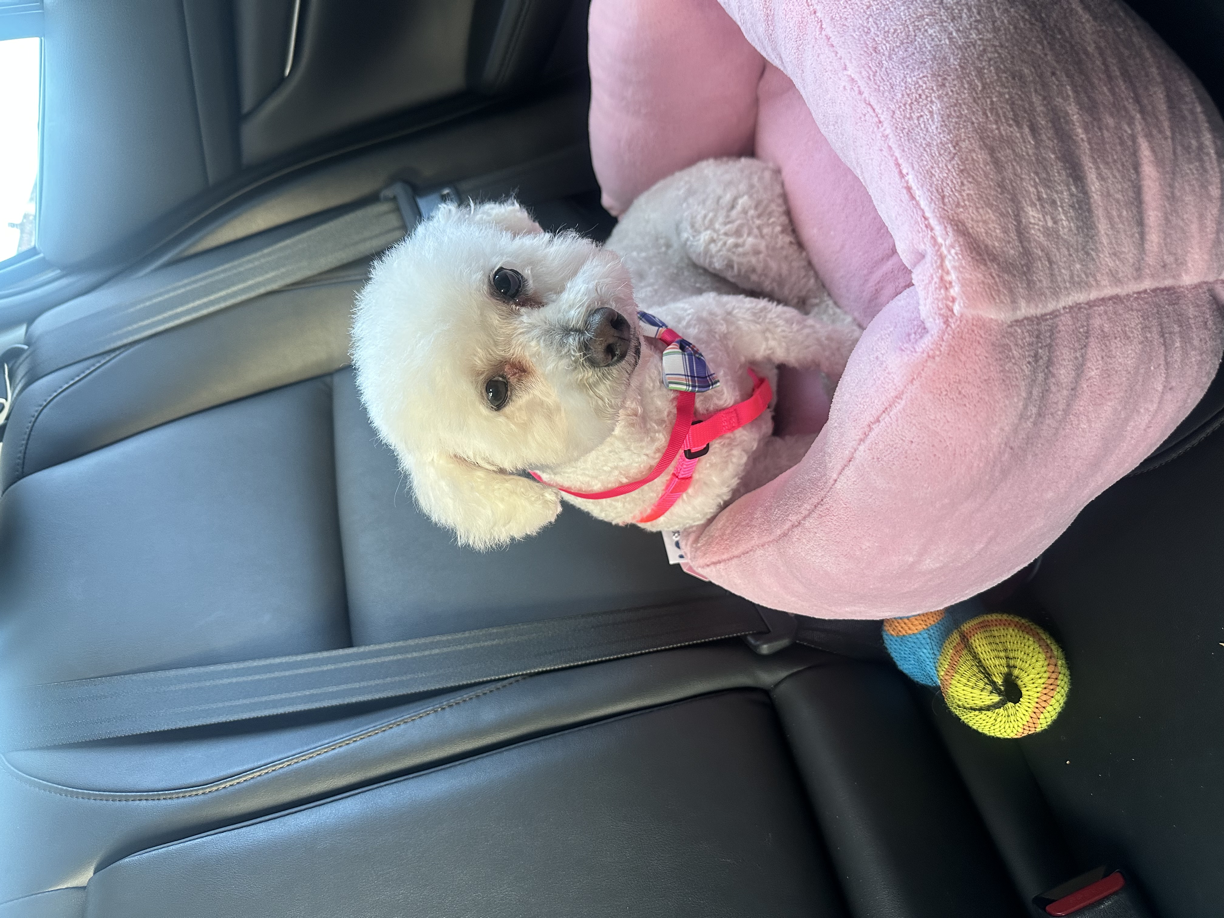 Foto de Bella con microchip 990000012845052