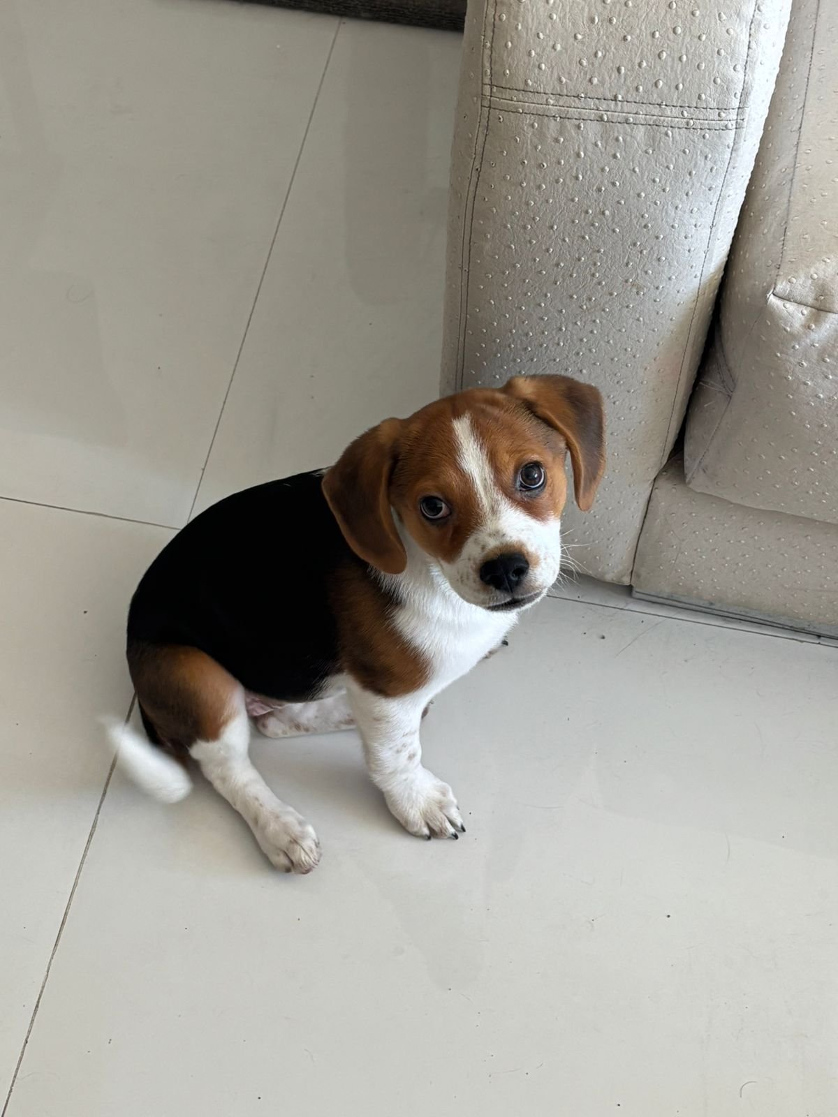 Foto de Laila con microchip 990000012835371