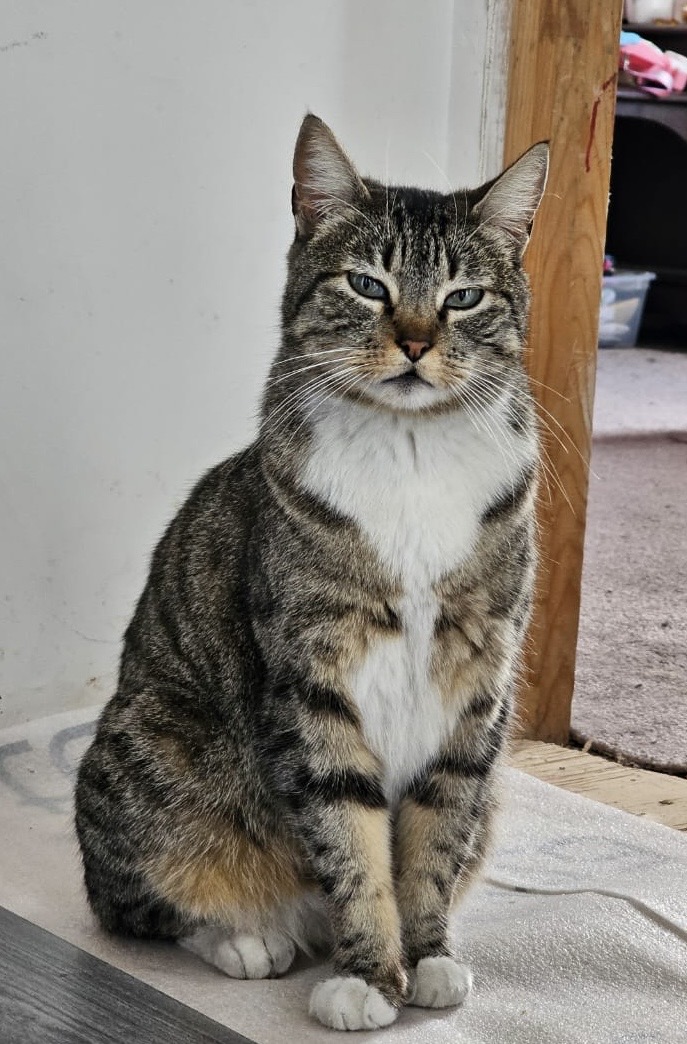 Foto de Mama con microchip 990000012833016