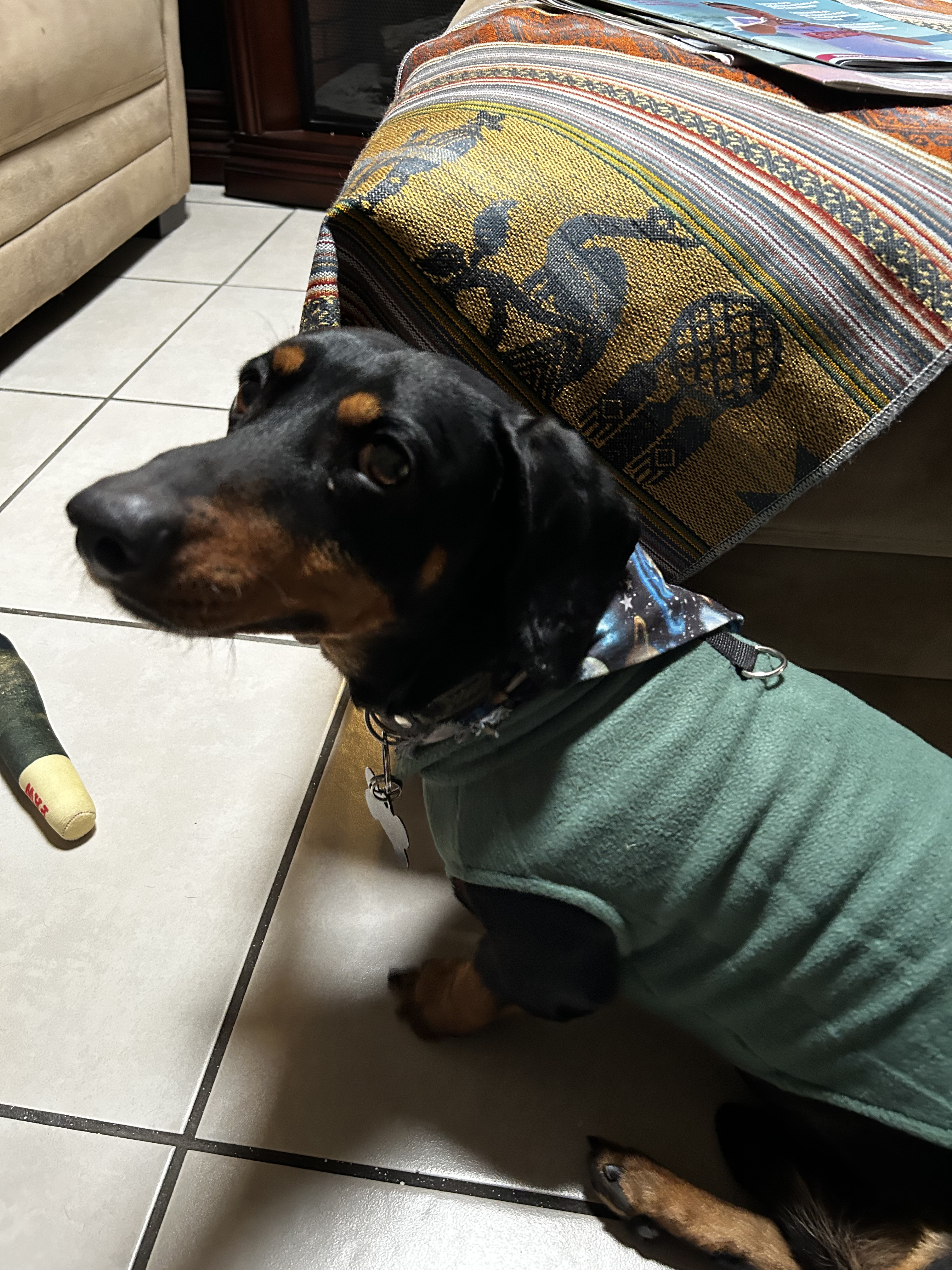 Foto de Willis con microchip 990000012832507