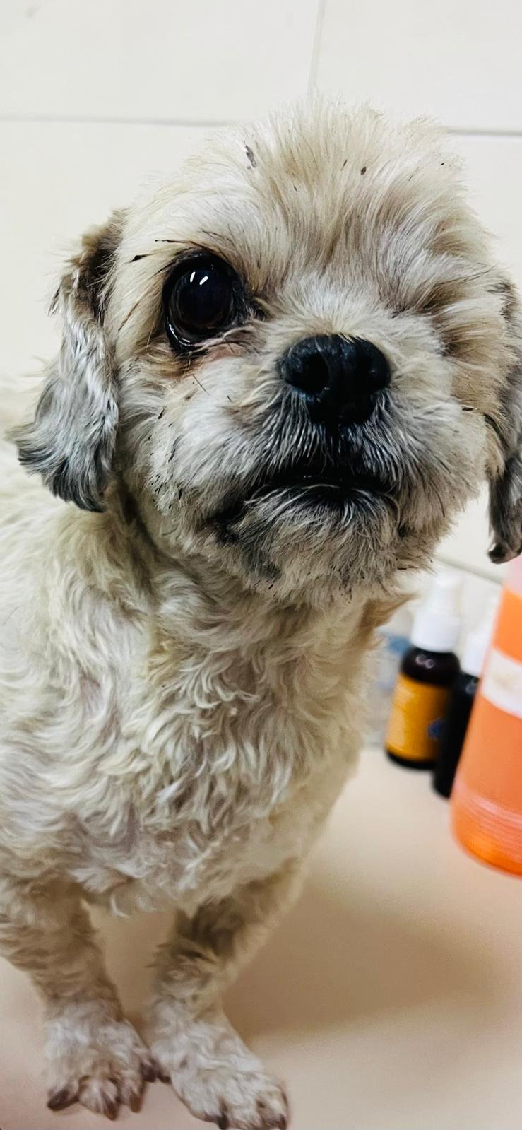 Foto de BROWNIE con microchip 990000012847849