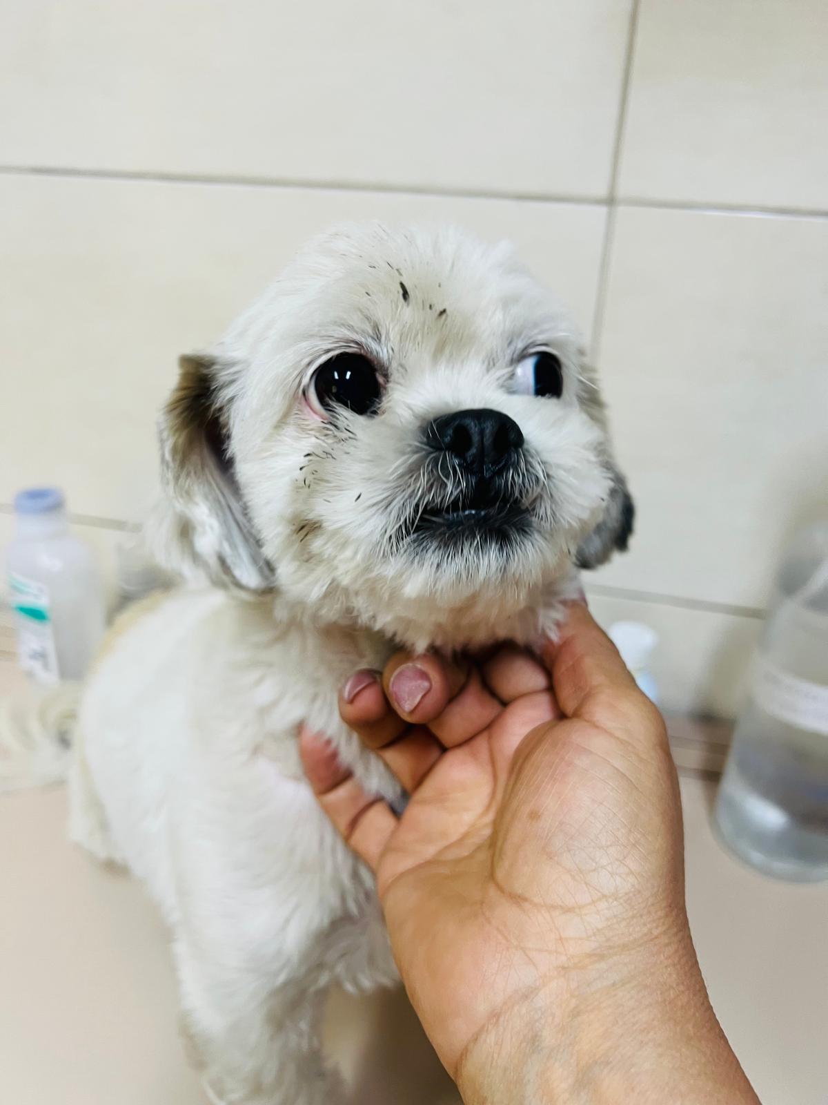 Foto de WHISKY con microchip 990000012848254