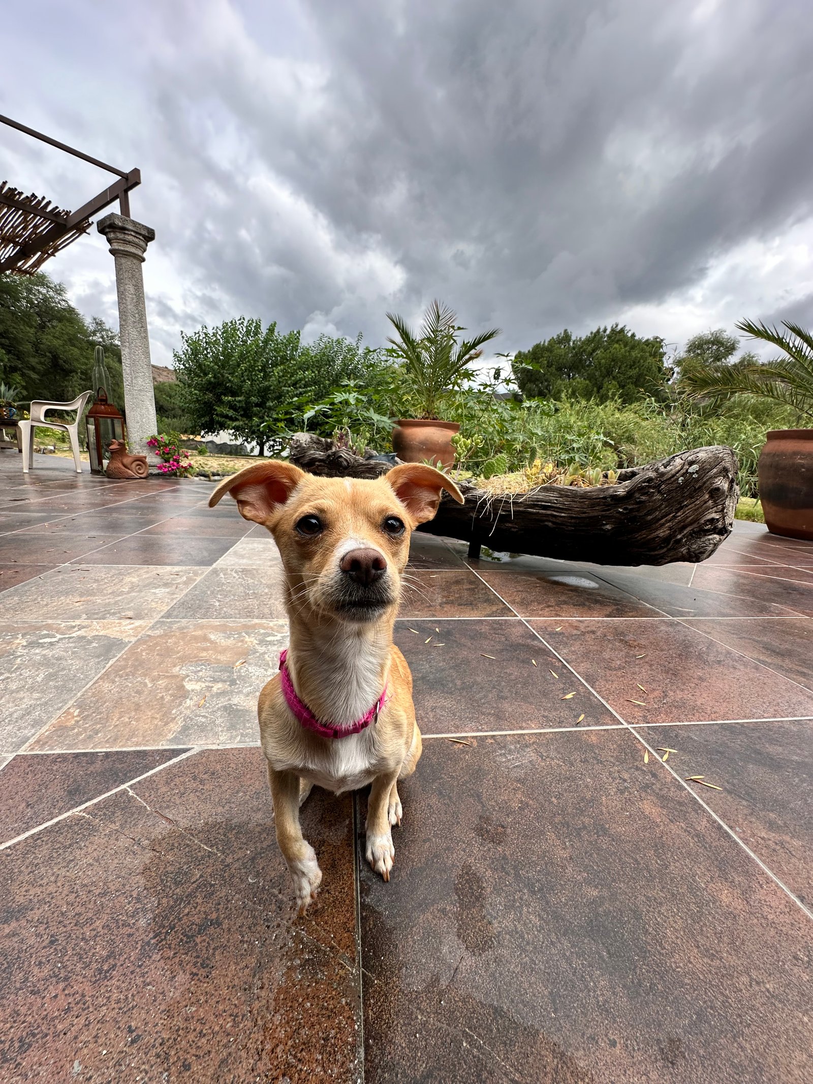 Foto de Nugget con microchip 990000014163009